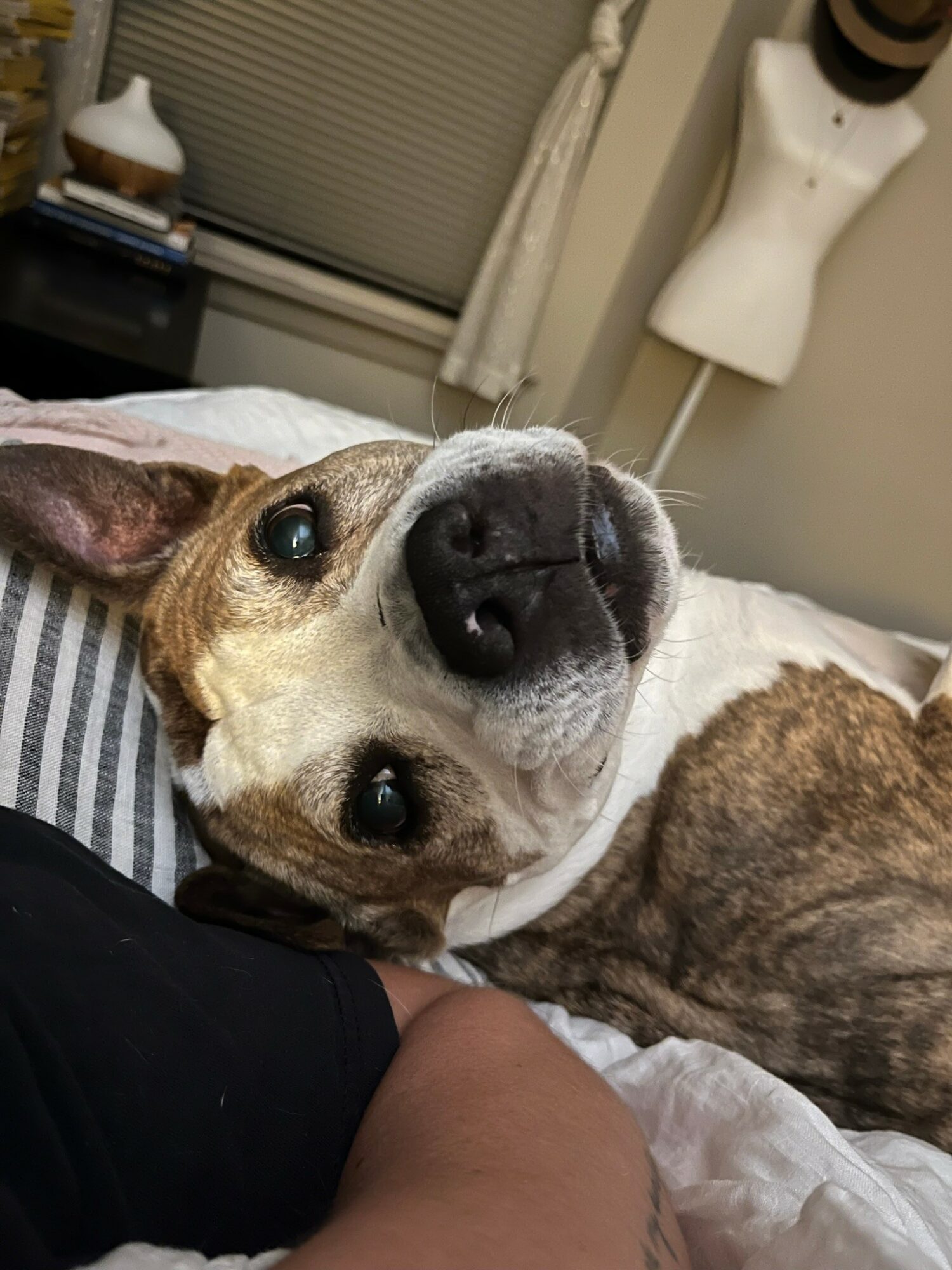 Atlanta Craigslist Pets By Owner - 96a079v