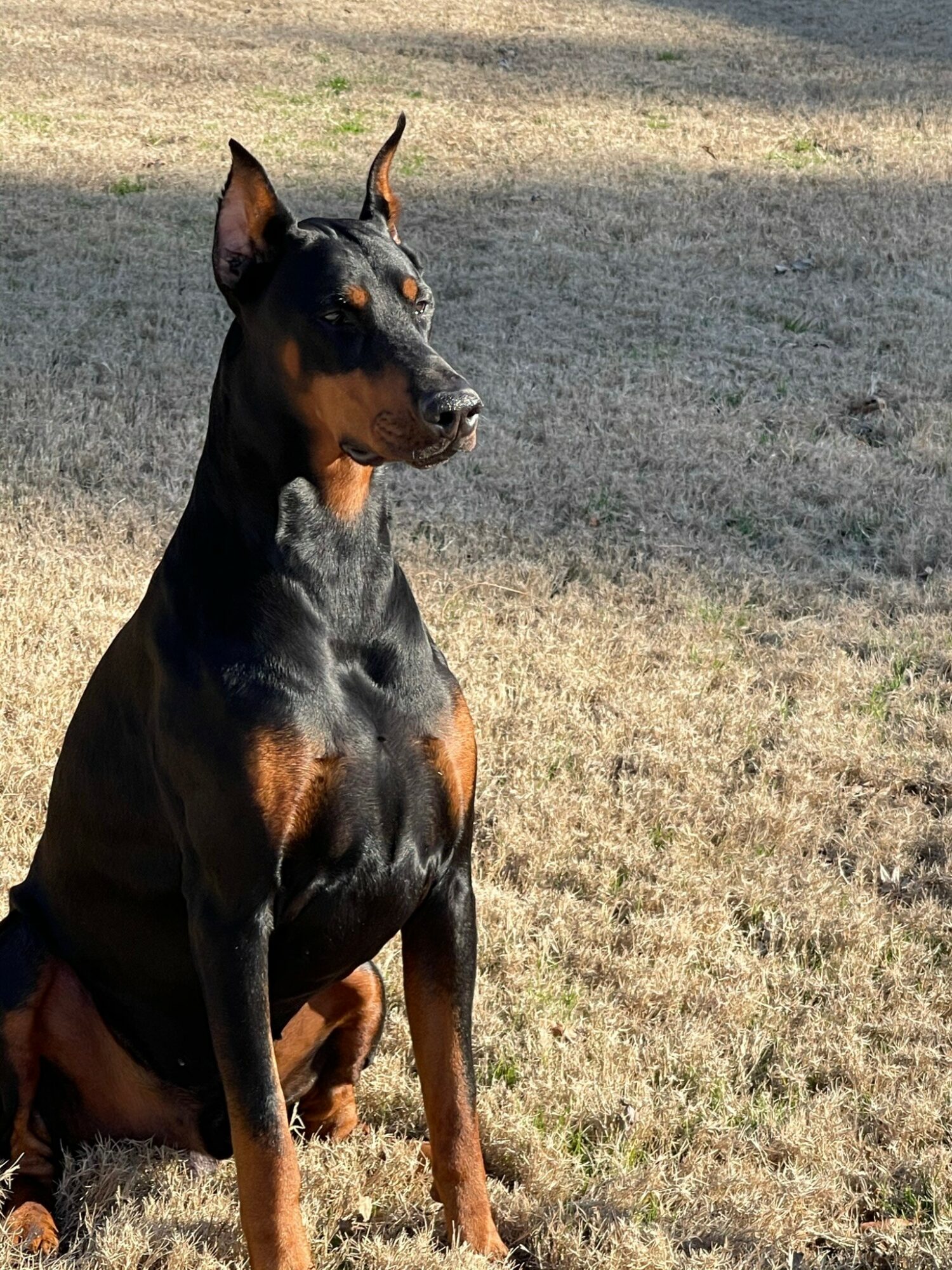 Hidden Gems: Meet William Regal of Regal Empire Dobermans - Voyage ATL ...