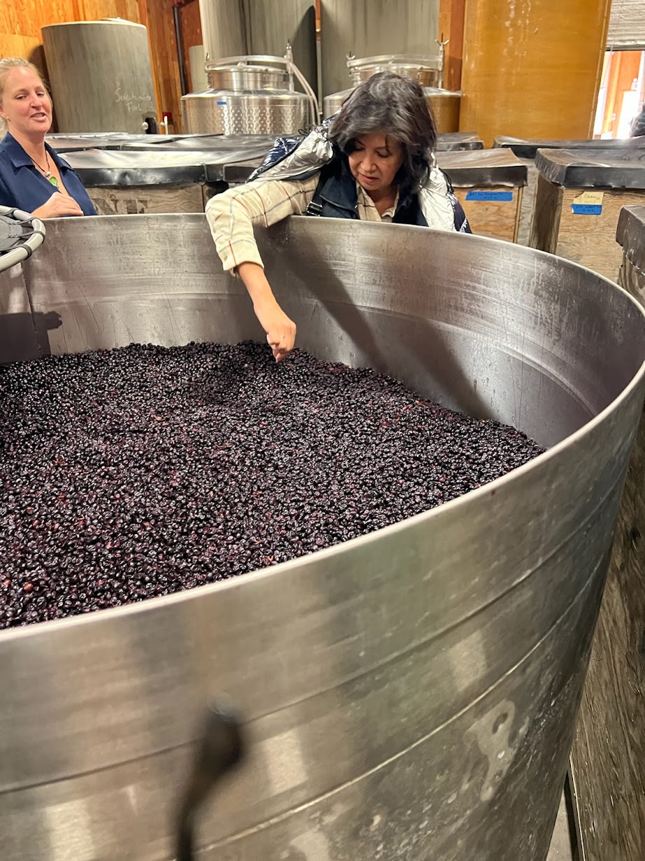 Woman inspecting large container of dark purple grapes in a winery or processing facility.