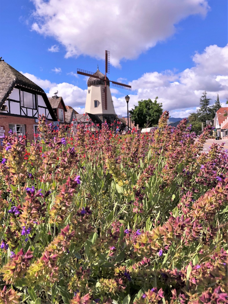 Flower field with pink and purple flowers, windmill in background, partly cloudy sky, traditional buildings nearby.