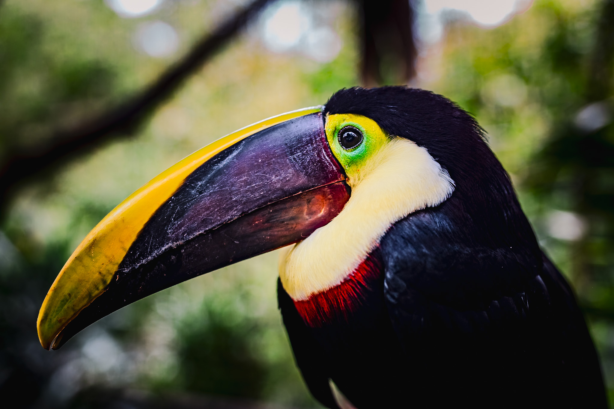 Close-up of a toucan with a large colorful beak and black and white feathers, blurred green background.