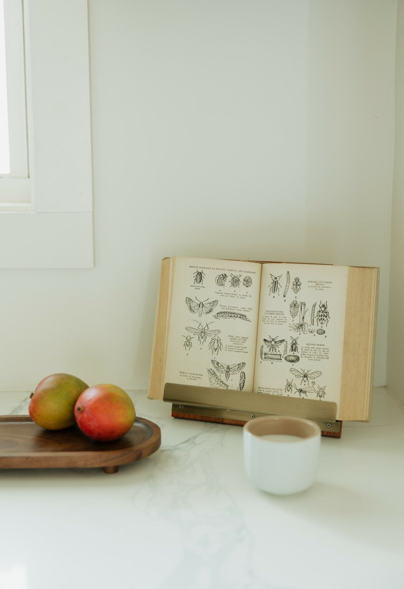 Open book with illustrations on a table, two apples on a wooden tray, and a cup of coffee nearby.