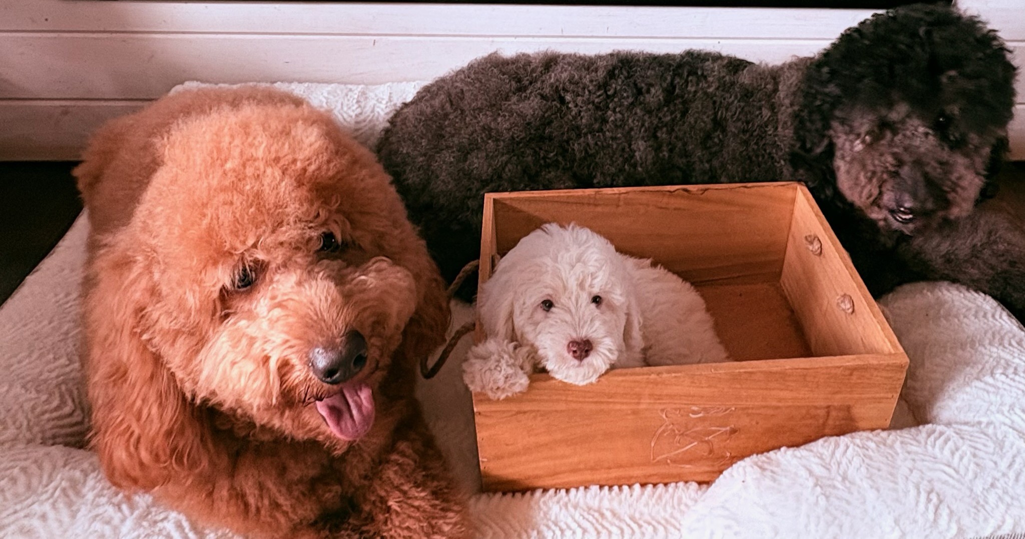 Three puppies resting on a bed, one in a wooden box, two lying nearby, all with fluffy fur.