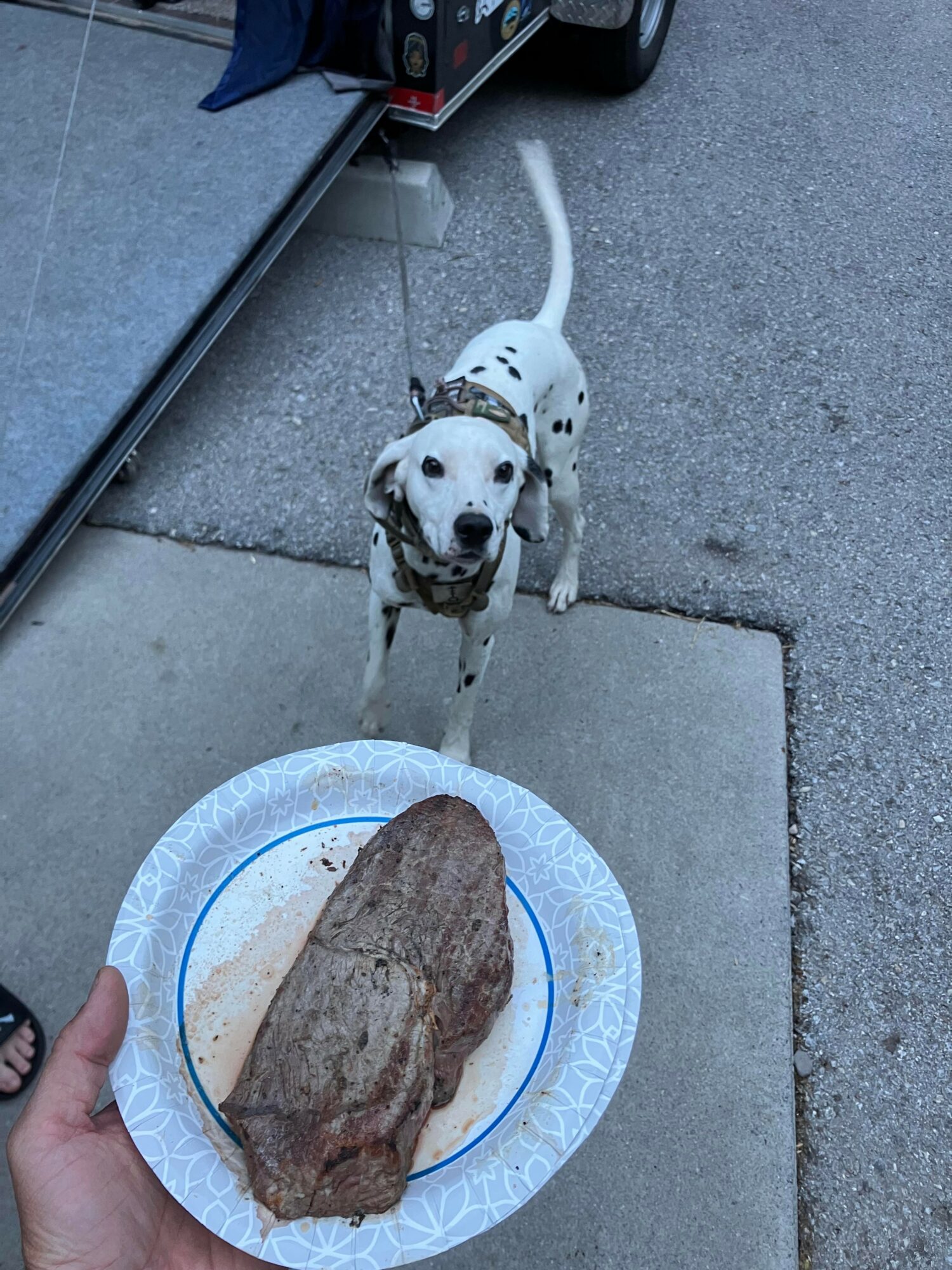 Dog with spotted coat looks at camera on concrete sidewalk, person holds plate with large piece of meat nearby.