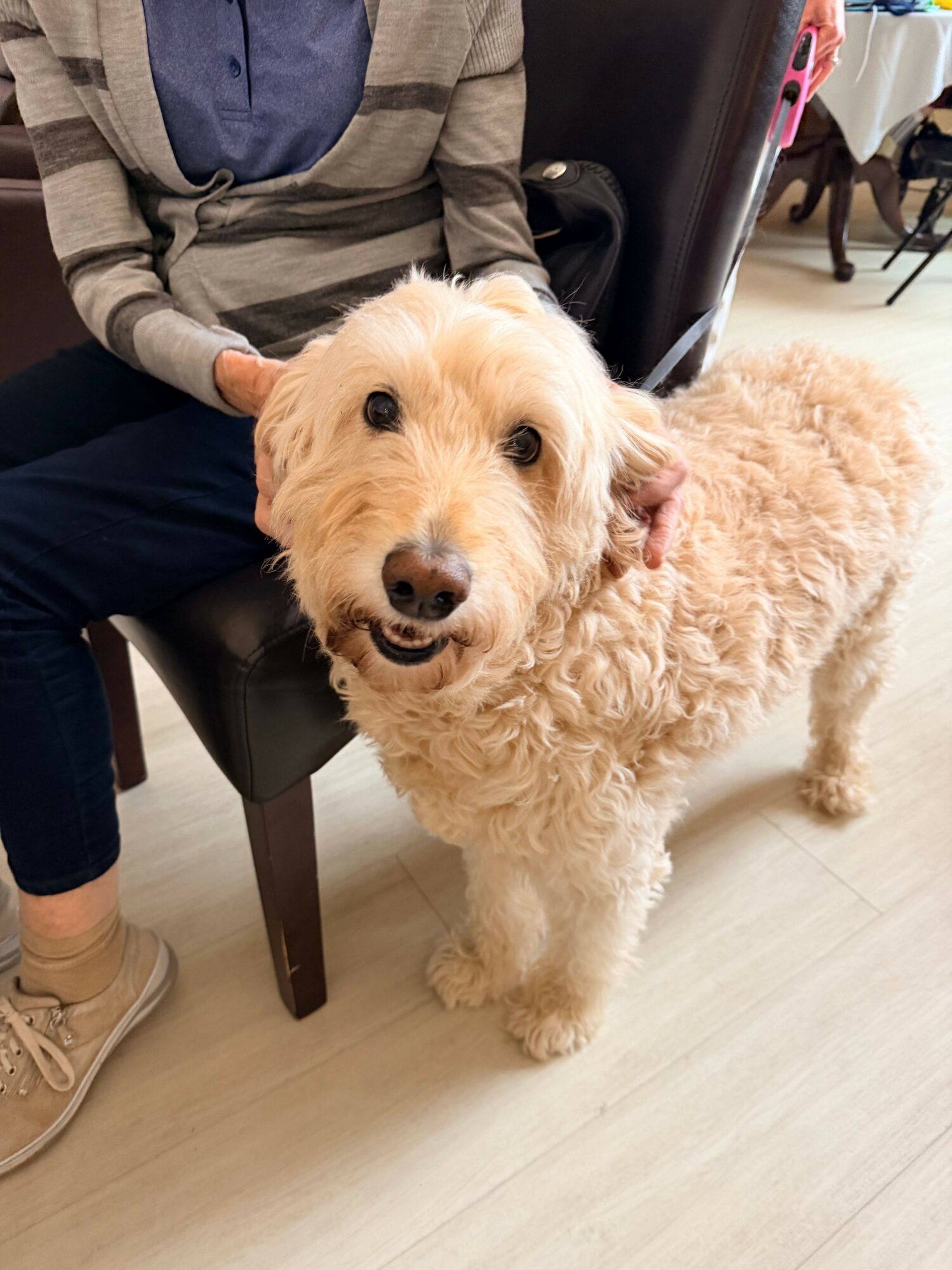 Cream-colored curly-haired dog standing indoors next to a person sitting on a chair.