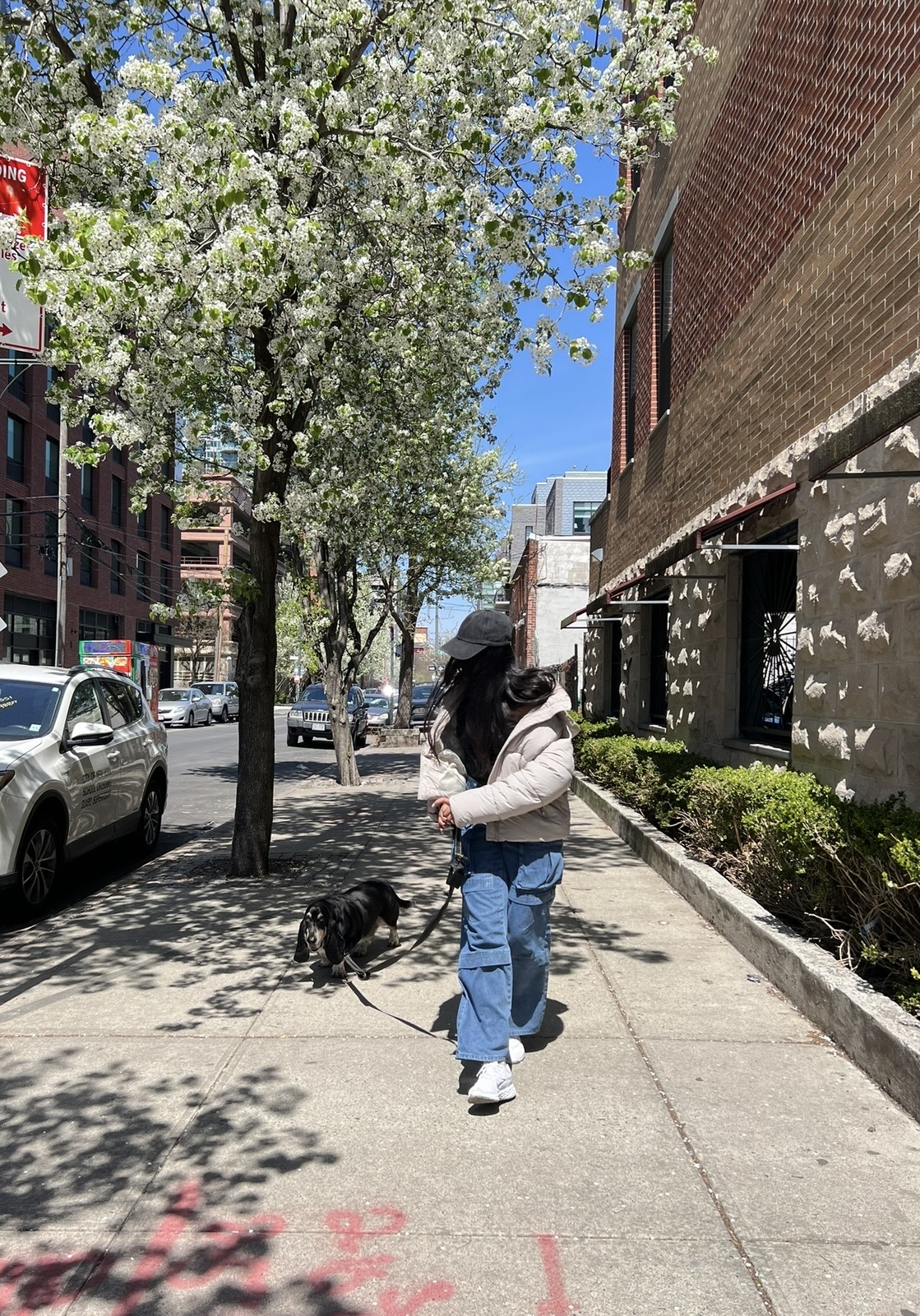 Person walking a dog on a city sidewalk with blooming trees and buildings in background.
