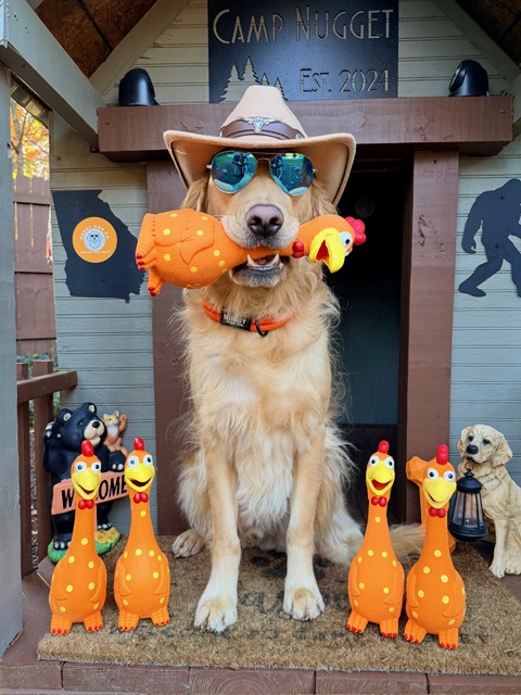 Dog wearing hat and sunglasses, surrounded by Halloween decorations and plush toys, standing outside a cabin.