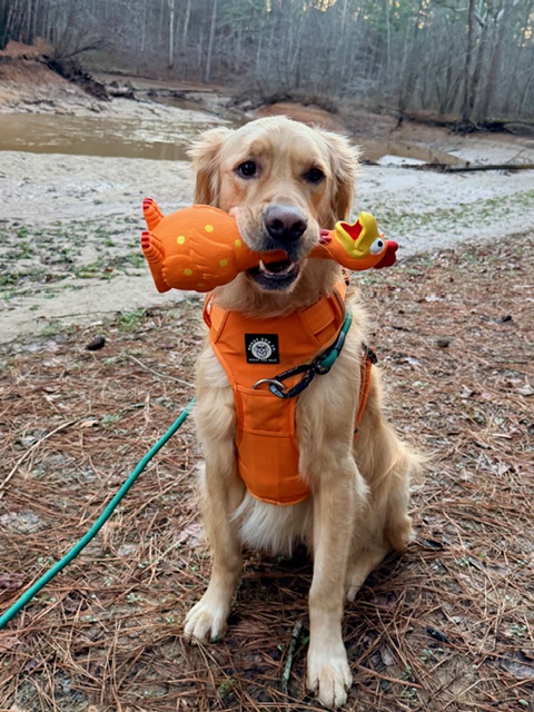 Dog wearing an orange vest holding a rubber duck and a toy in mouth outdoors with trees and ground.