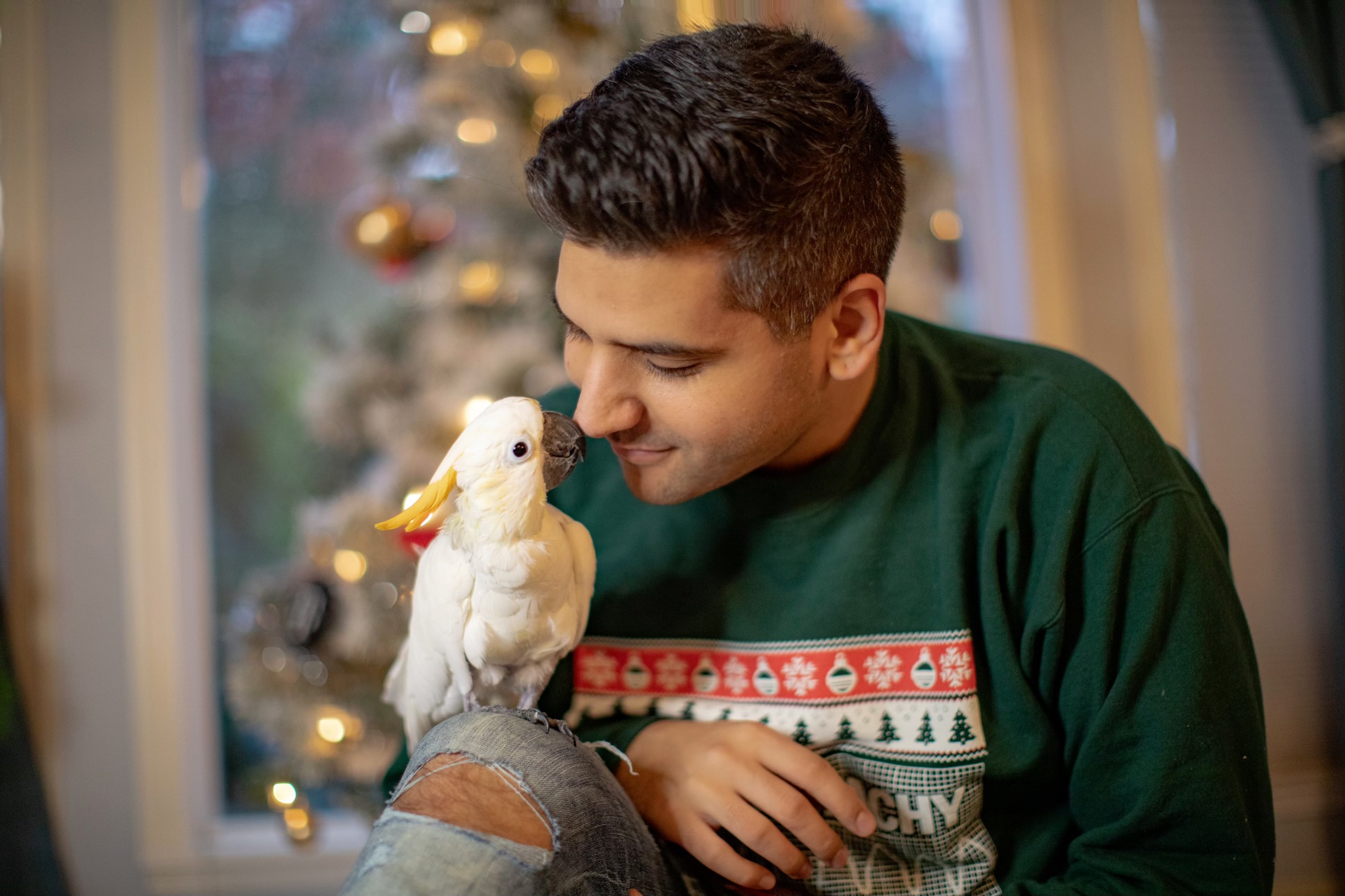 Young man with dark hair and green sweater holding a white bird indoors near a decorated Christmas tree.