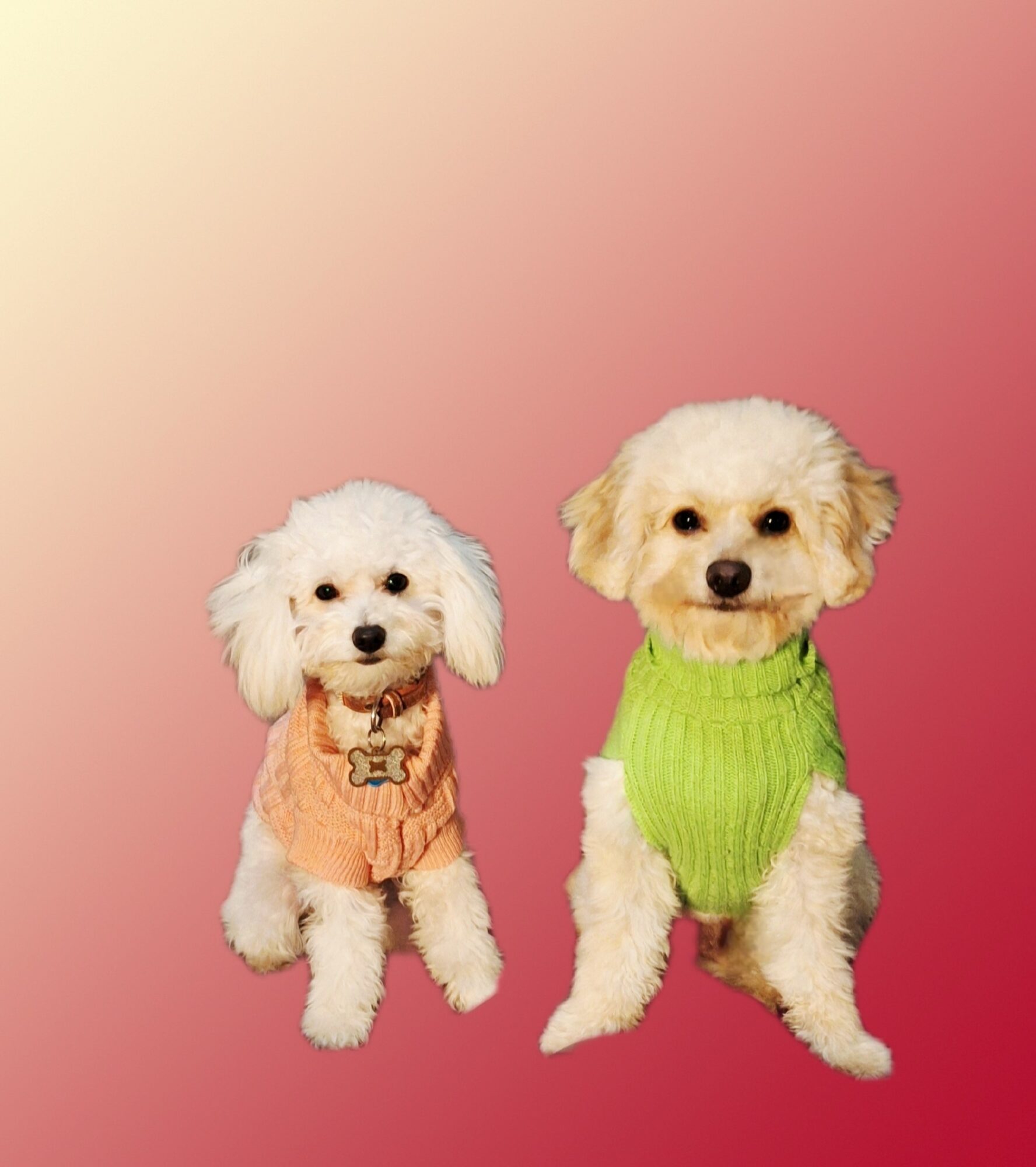 Two small dogs wearing colorful sweaters sit against a gradient pink background.