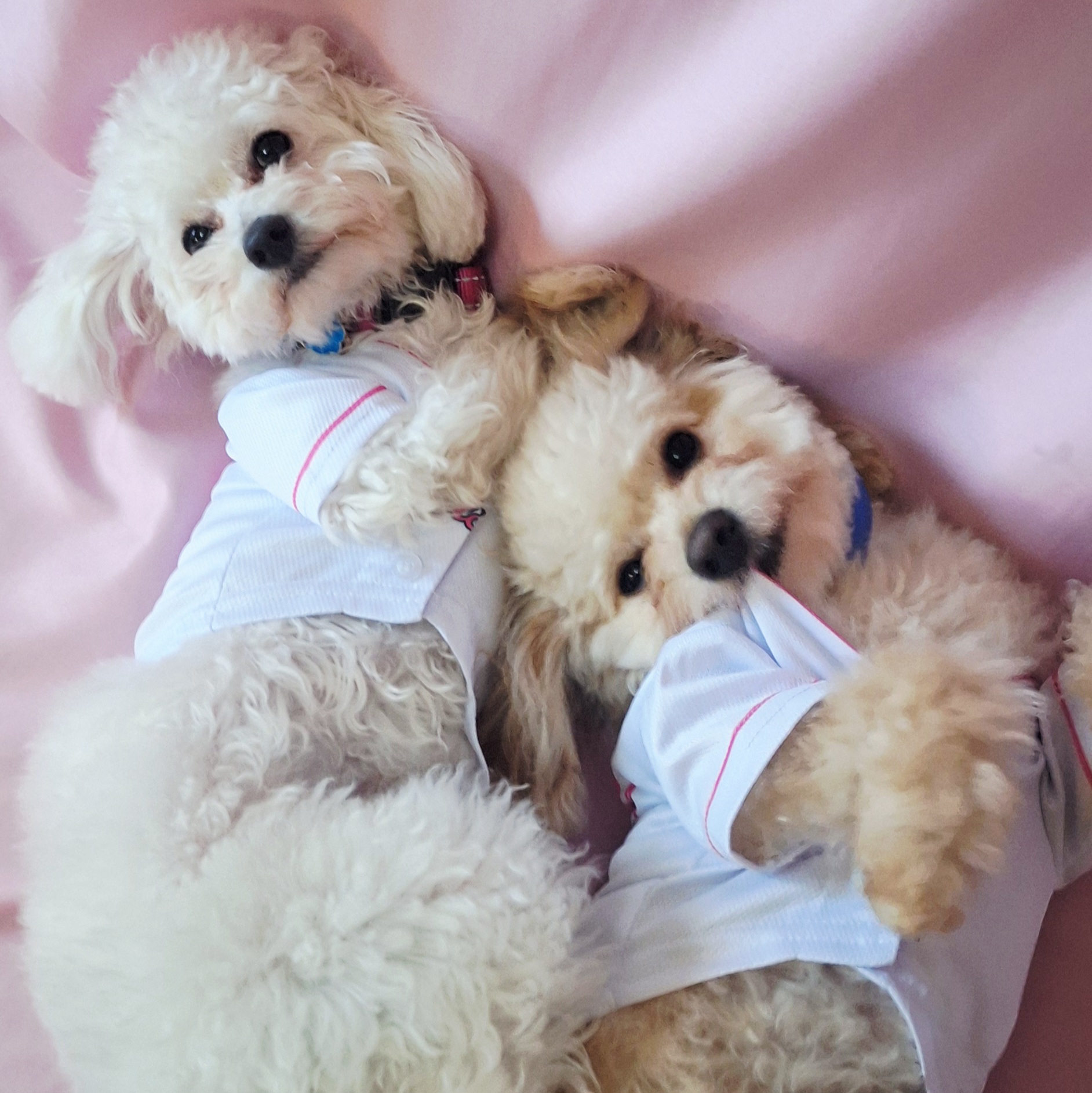 Two fluffy puppies lying on a pink surface, wearing white shirts, looking at the camera.