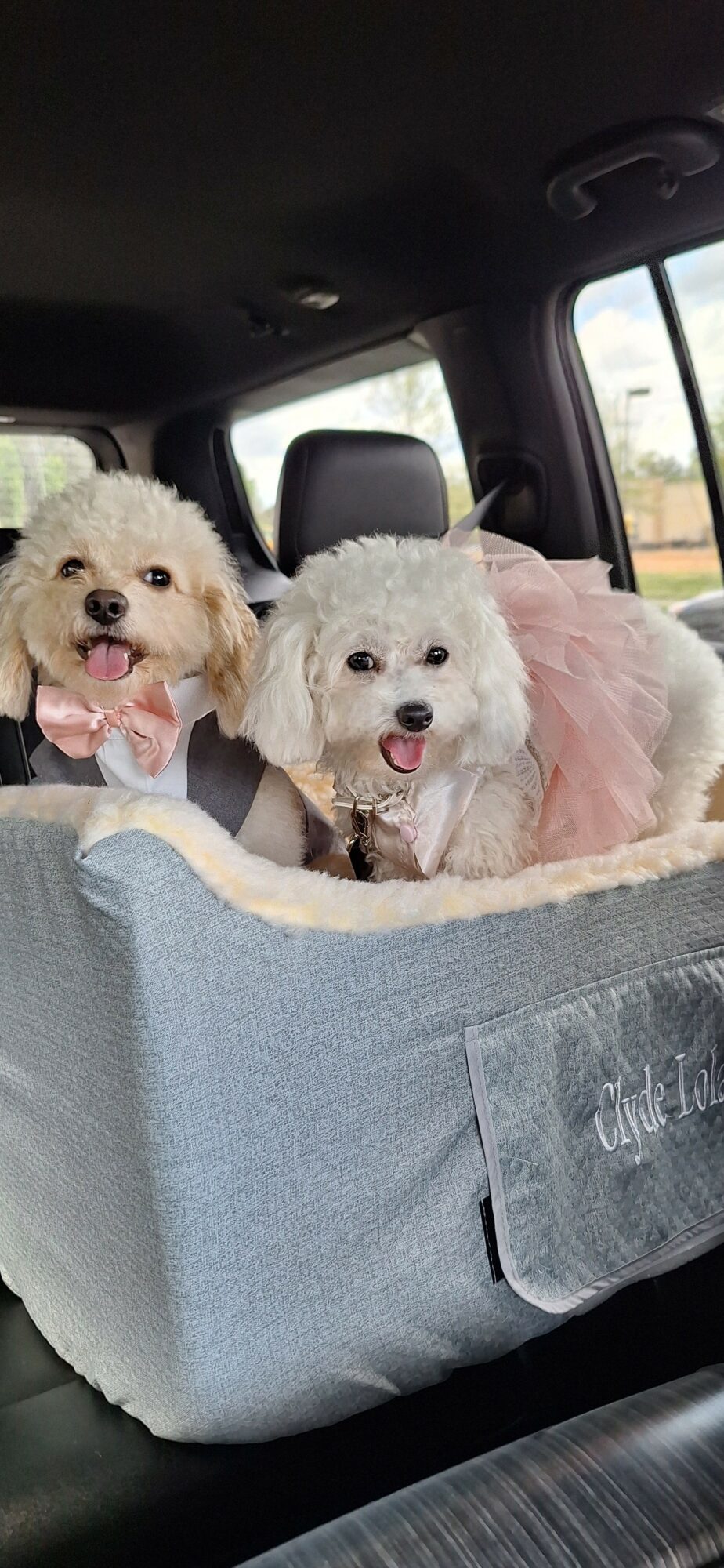 Two small white dogs with pink bows sitting in a car seat, looking at the camera.