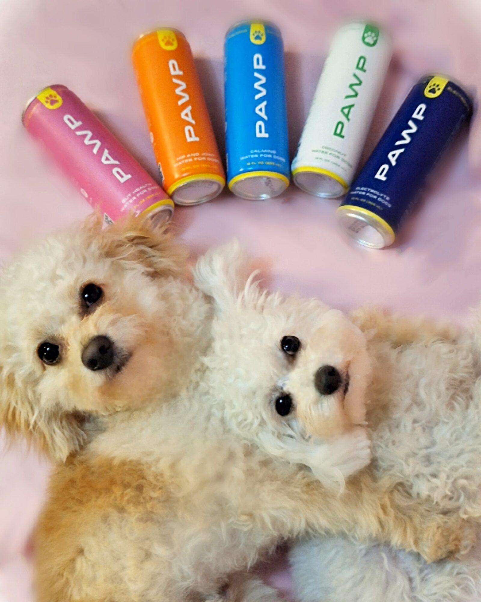 Two small dogs lying on a pink surface with six colorful paw print containers above them.