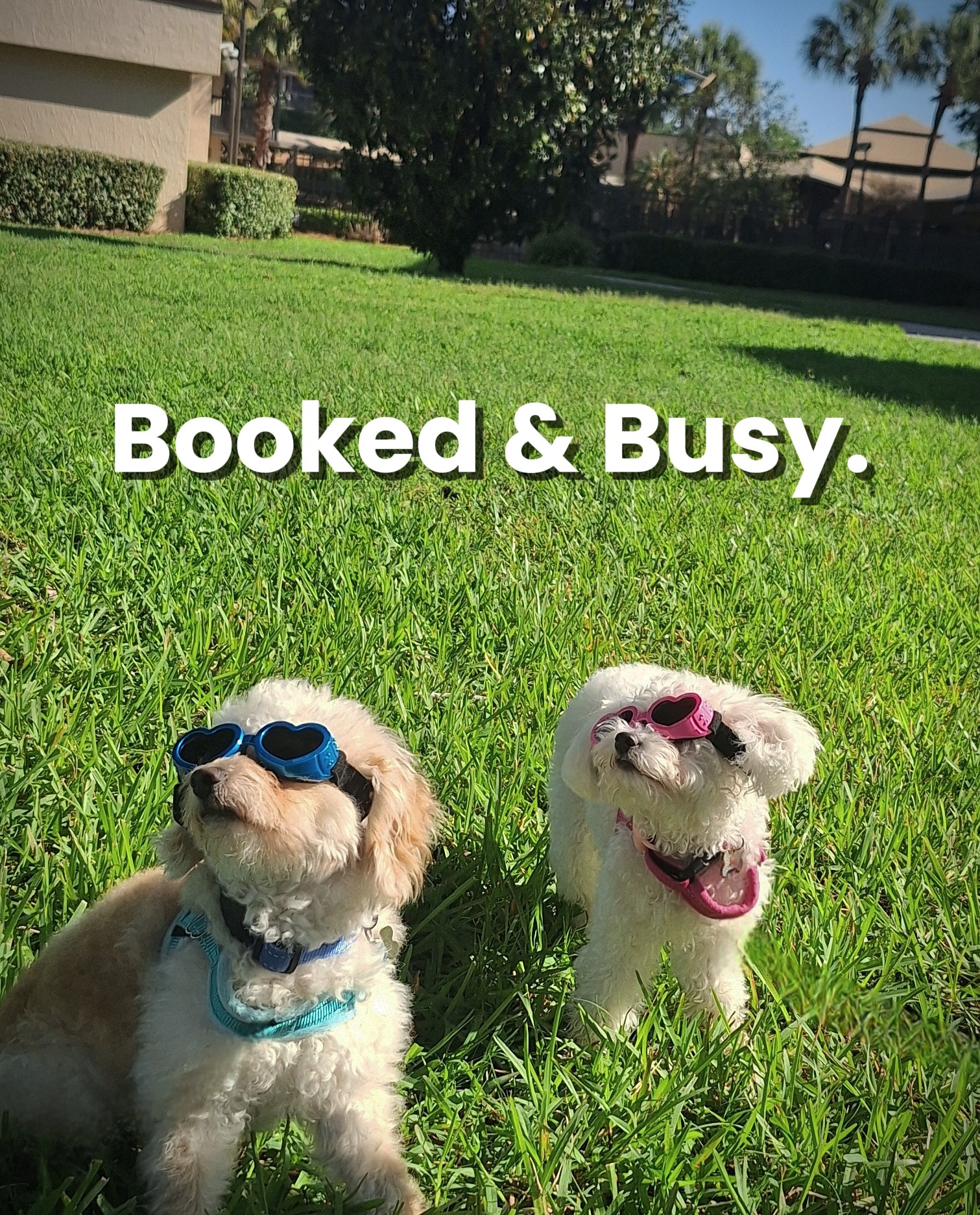 Two dogs wearing sunglasses sit on green grass with trees and houses in the background.