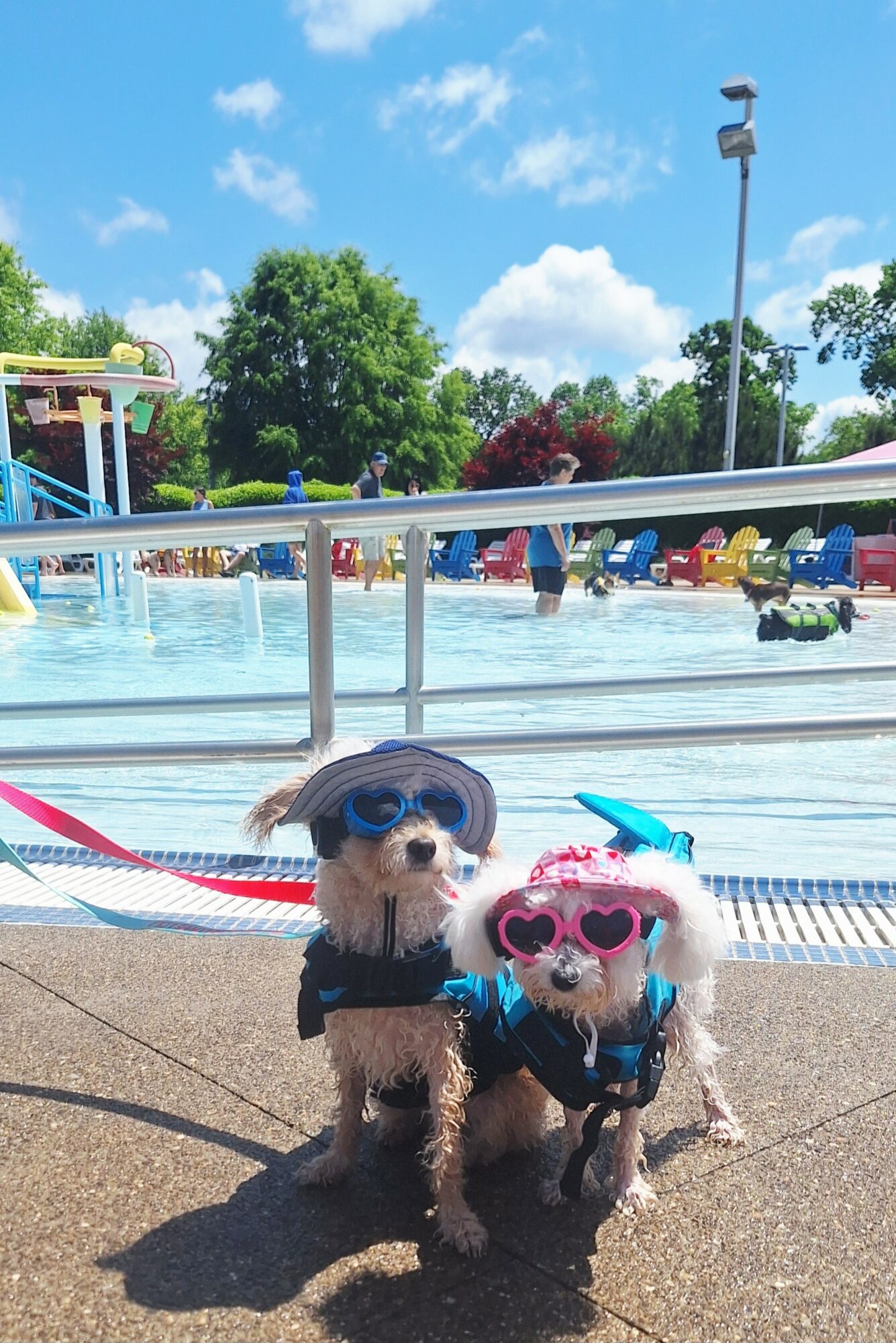 Two small dogs wearing sunglasses and harnesses sit on a poolside concrete surface with a pool and trees in background.