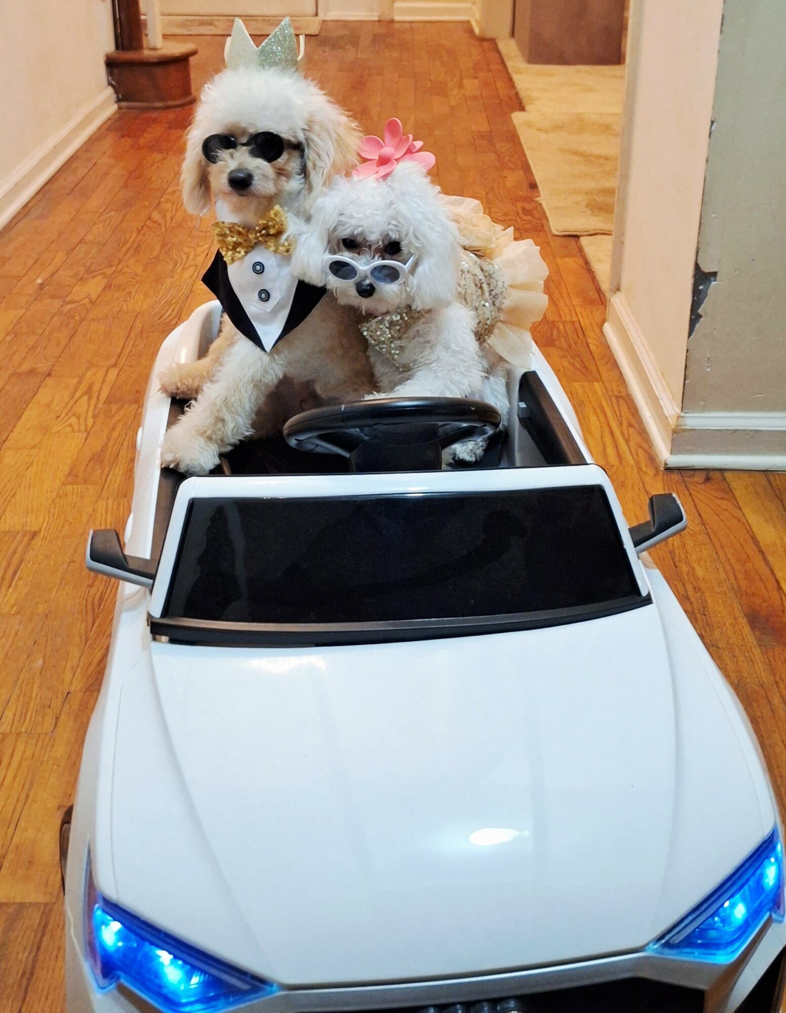 Two dogs wearing glasses and accessories sit in a toy car on a wooden floor.