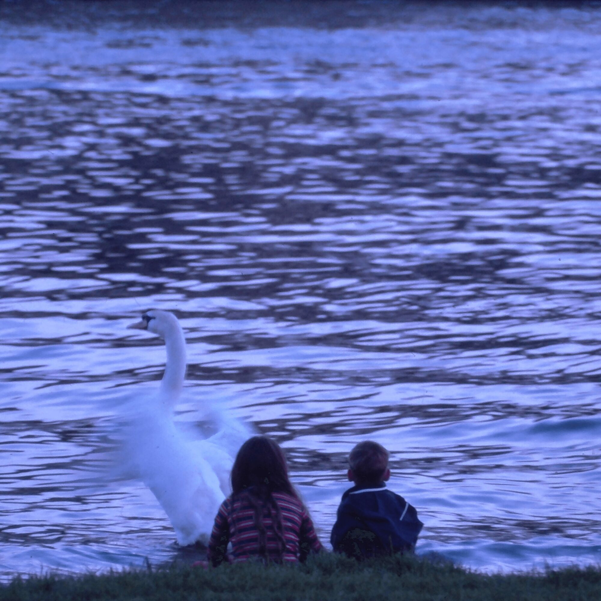 Two children sit on grass near water, watching a swan in the lake.