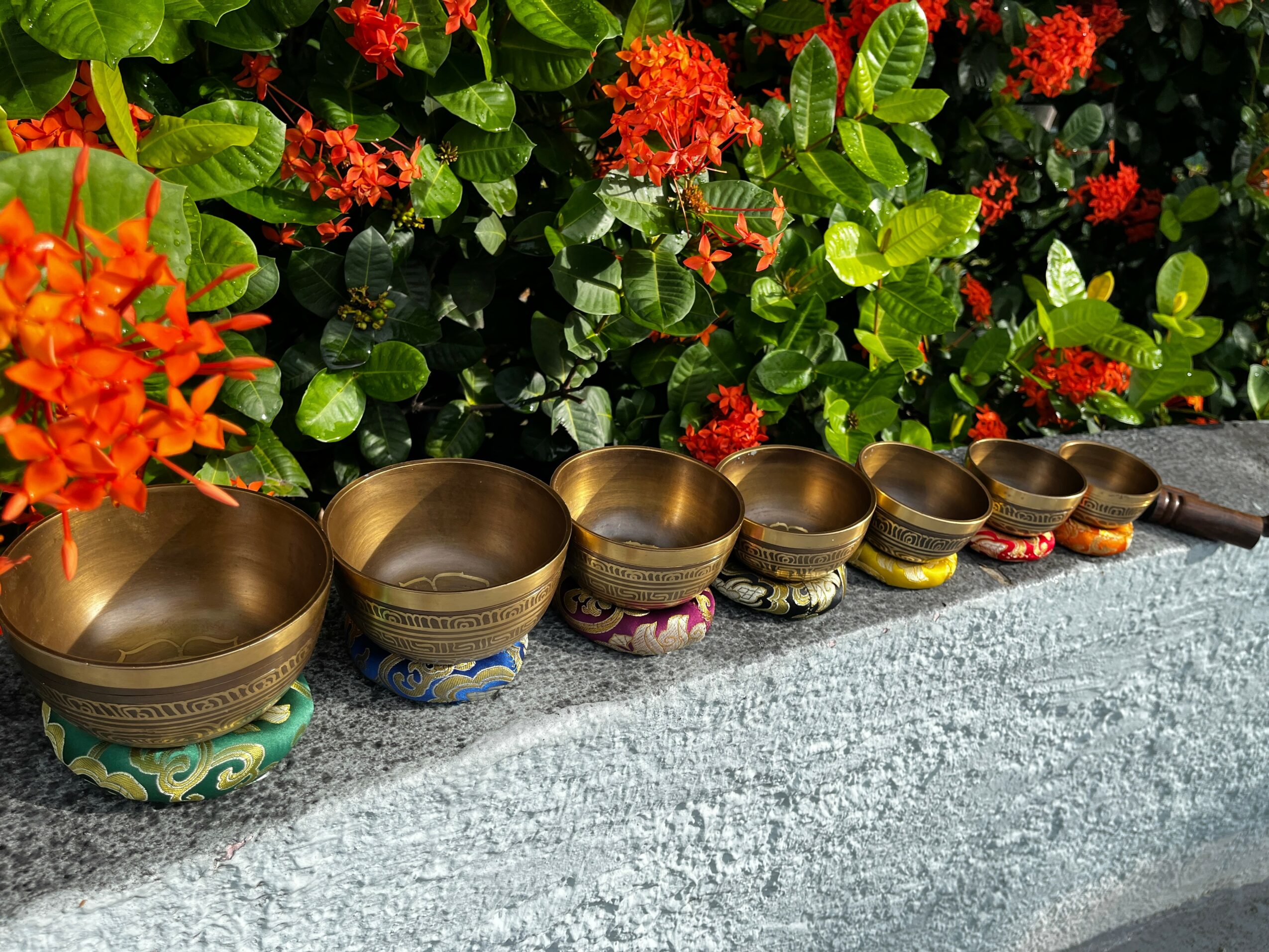 Seven brass singing bowls of varying sizes are arranged in a line on a stone surface, with green foliage and red flowers in the background.