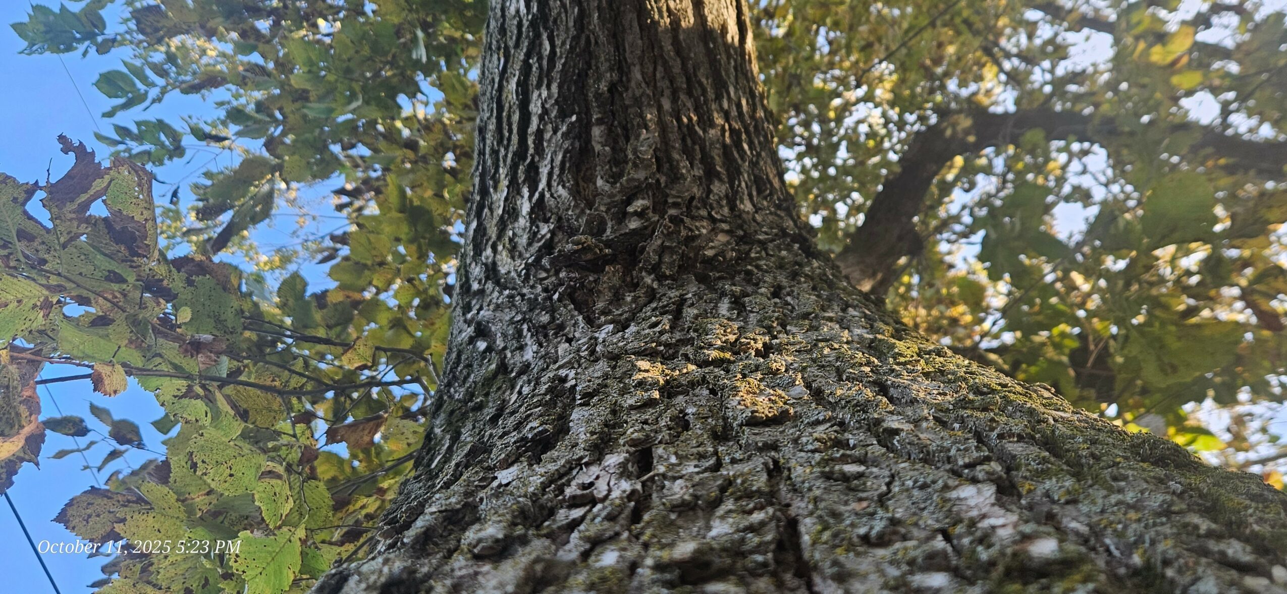 Tree trunk with textured bark, branches, and green leaves against a blue sky, viewed from below.