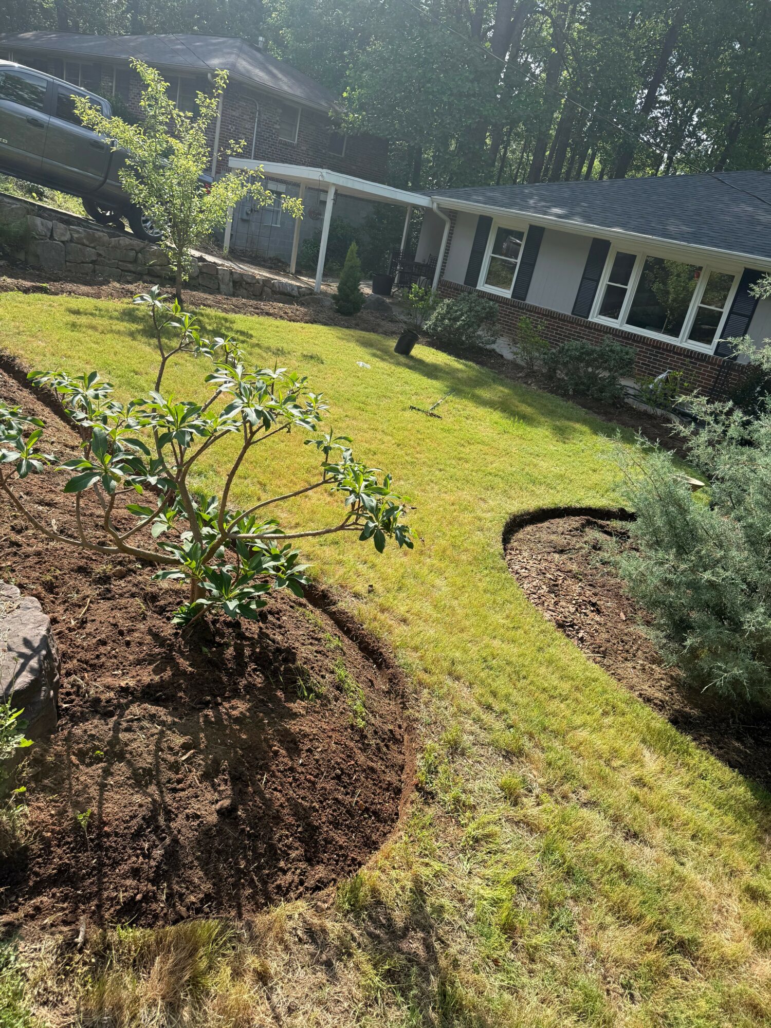 A tree with a large root ball in a yard with grass and a house in the background.