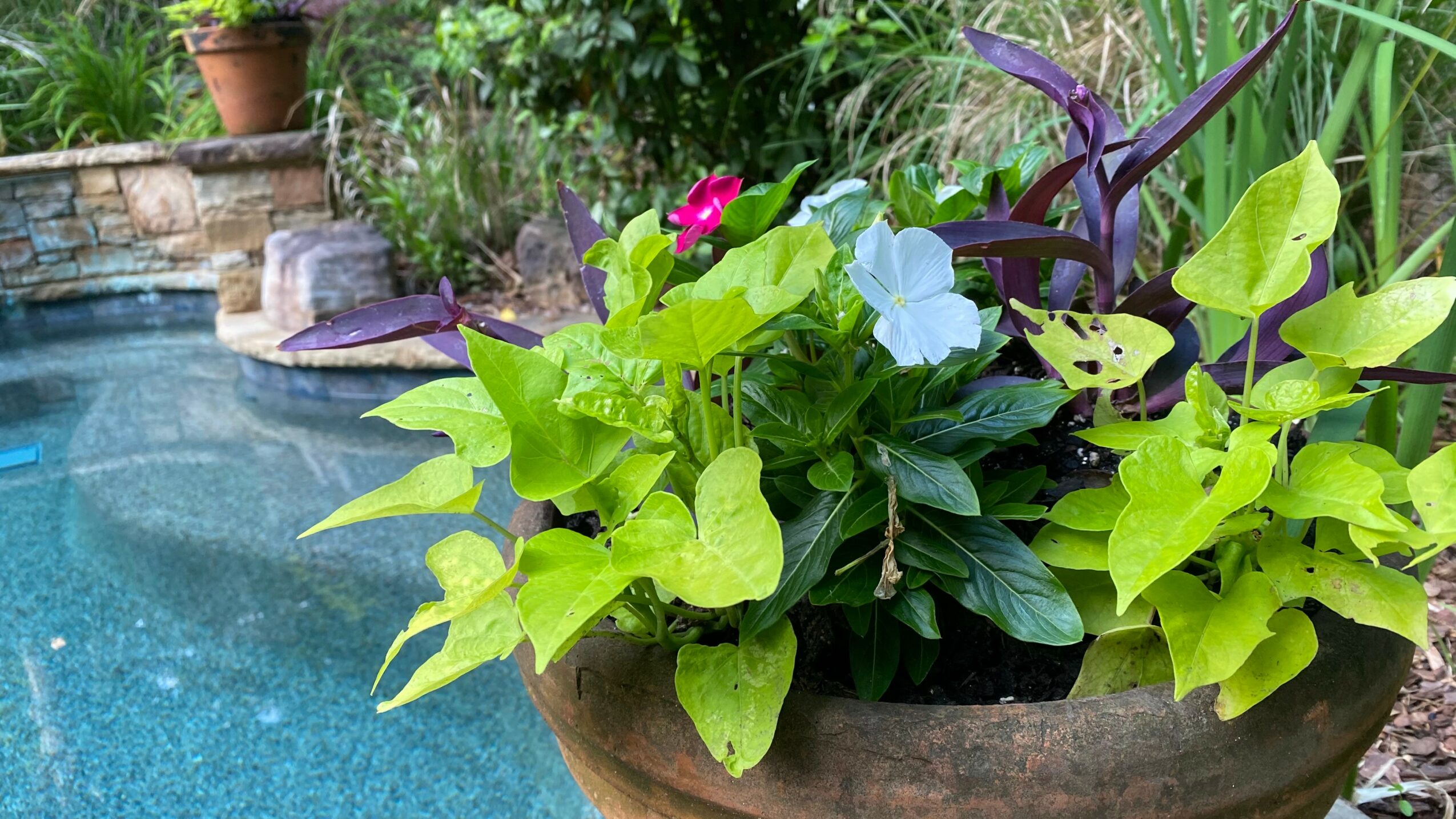 A large planter with green, purple, and pink flowering plants beside a swimming pool, surrounded by garden greenery.
