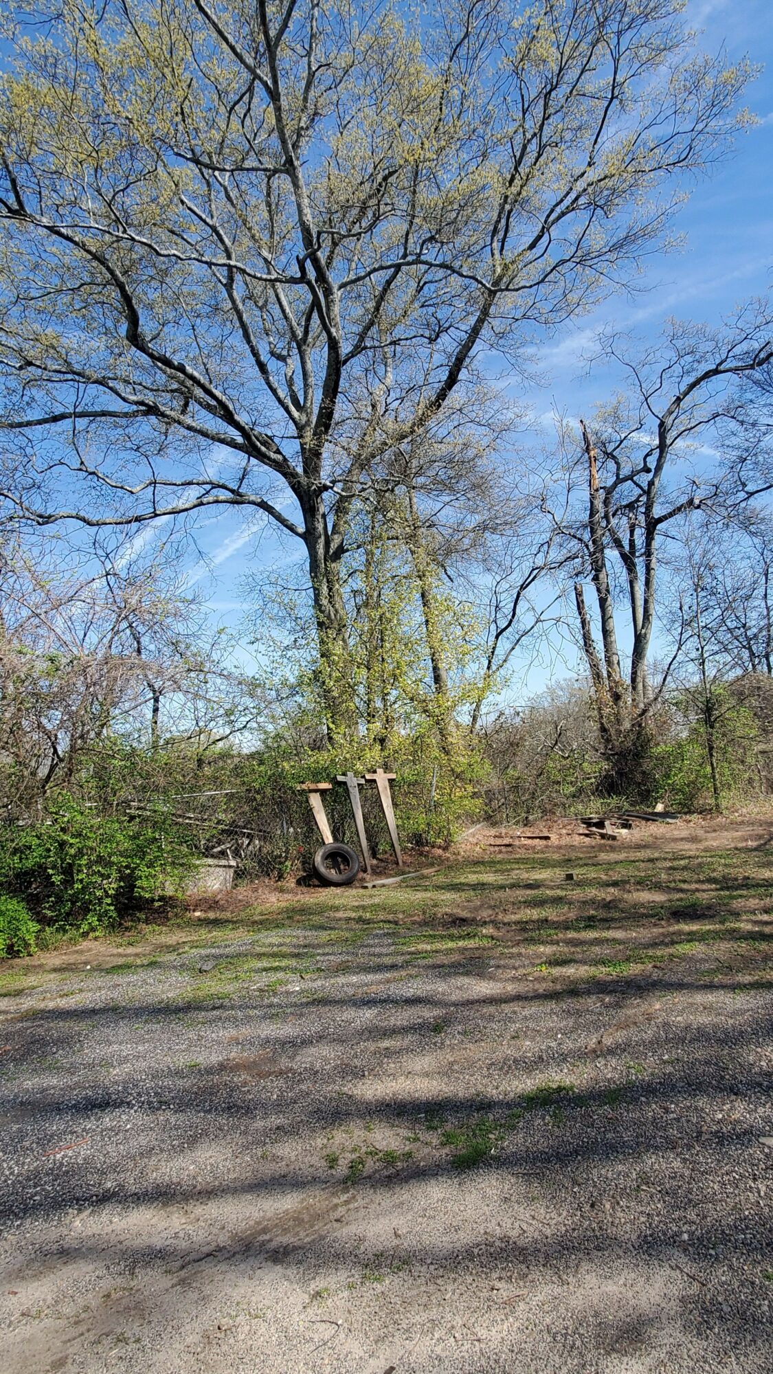 Tree with budding leaves and a clear blue sky, next to a gravel path, in a park-like setting.