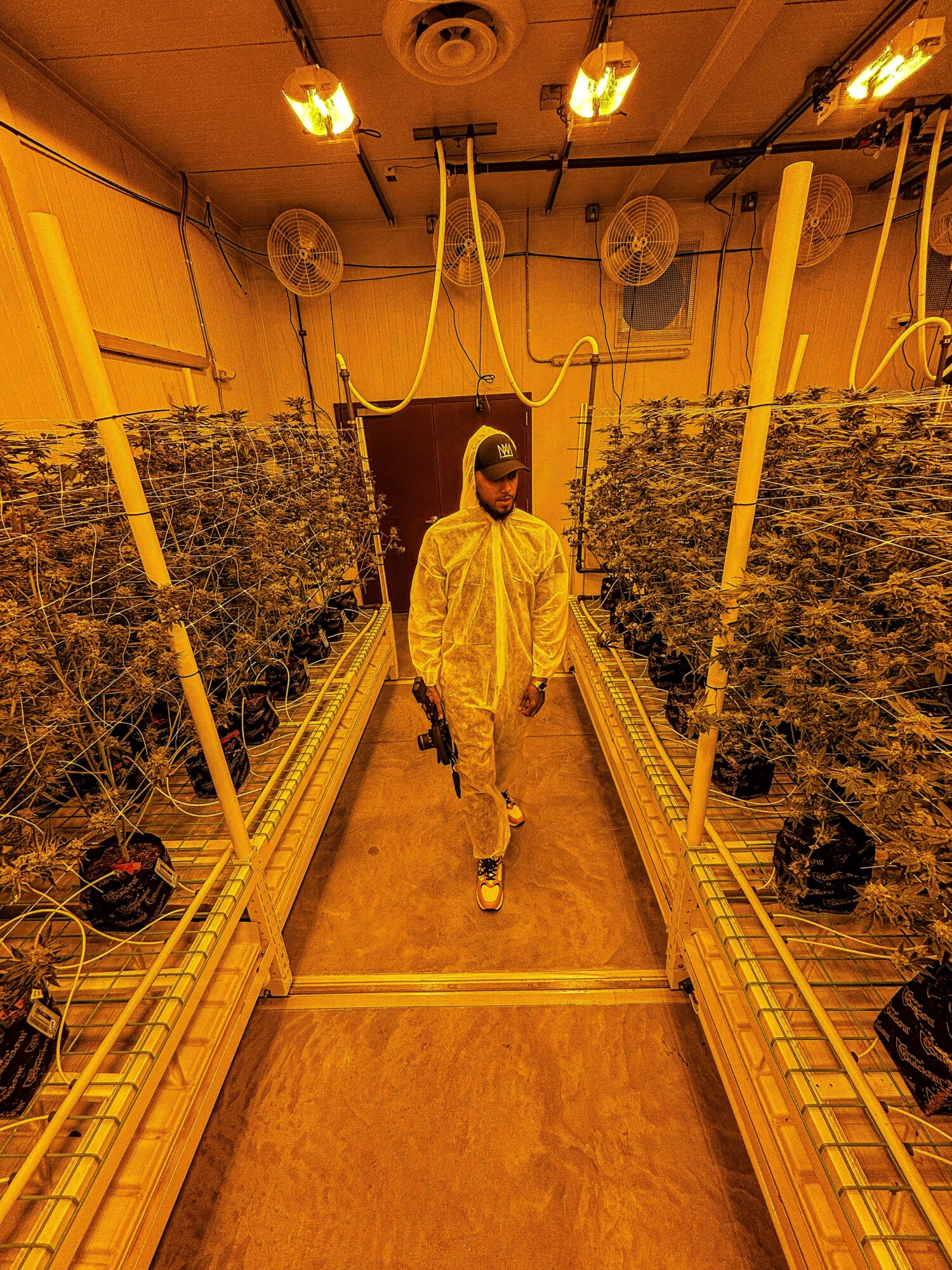 Person in protective clothing walking between rows of plants in a greenhouse, with grow lights overhead.