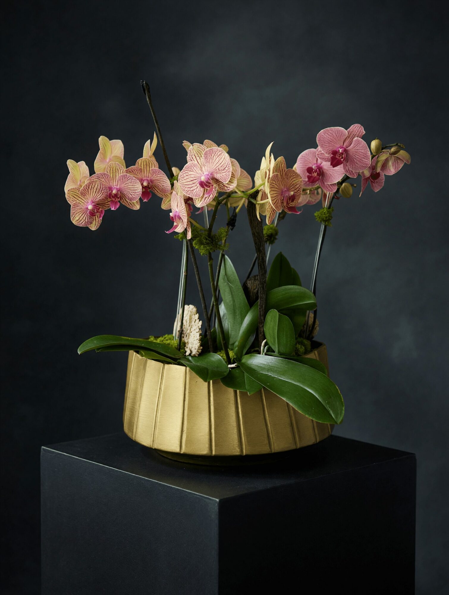 Pink orchids in a gold-colored pot on a black surface against a dark background.