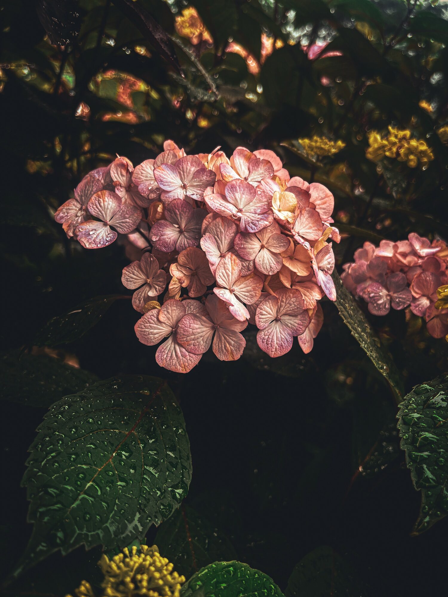 Pink hydrangea flower cluster with green leaves in a dark background.