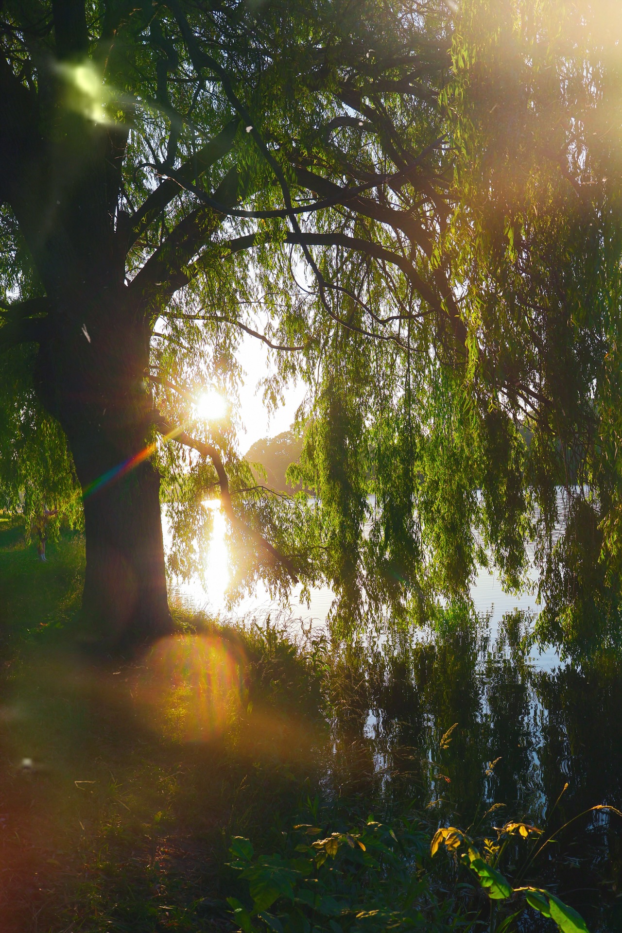 Sunlight filters through a large tree with hanging branches near a body of water, creating reflections and a warm glow.