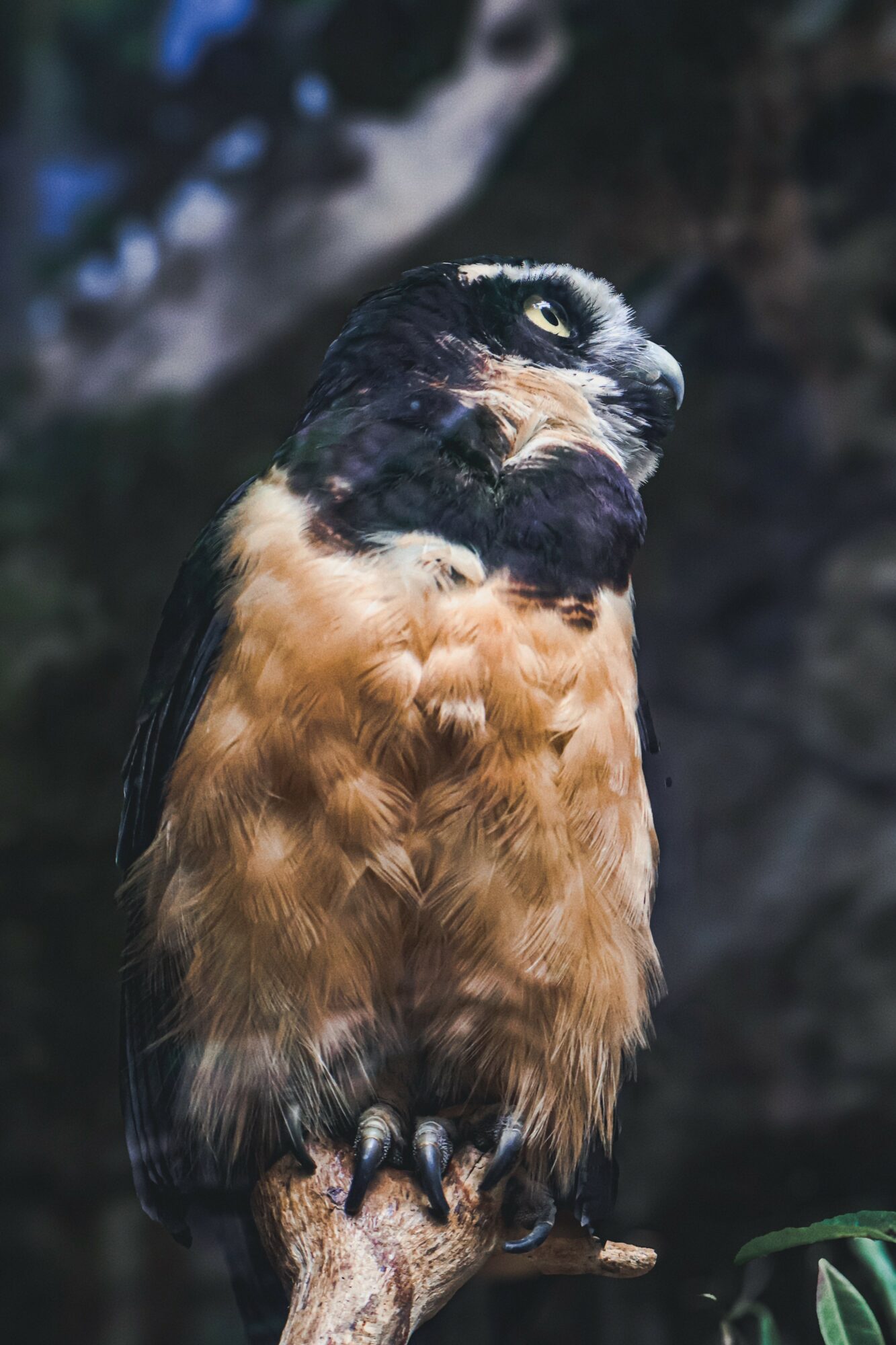 A bird of prey perched on a branch, with dark feathers and light-colored eyes, against a blurred natural background.