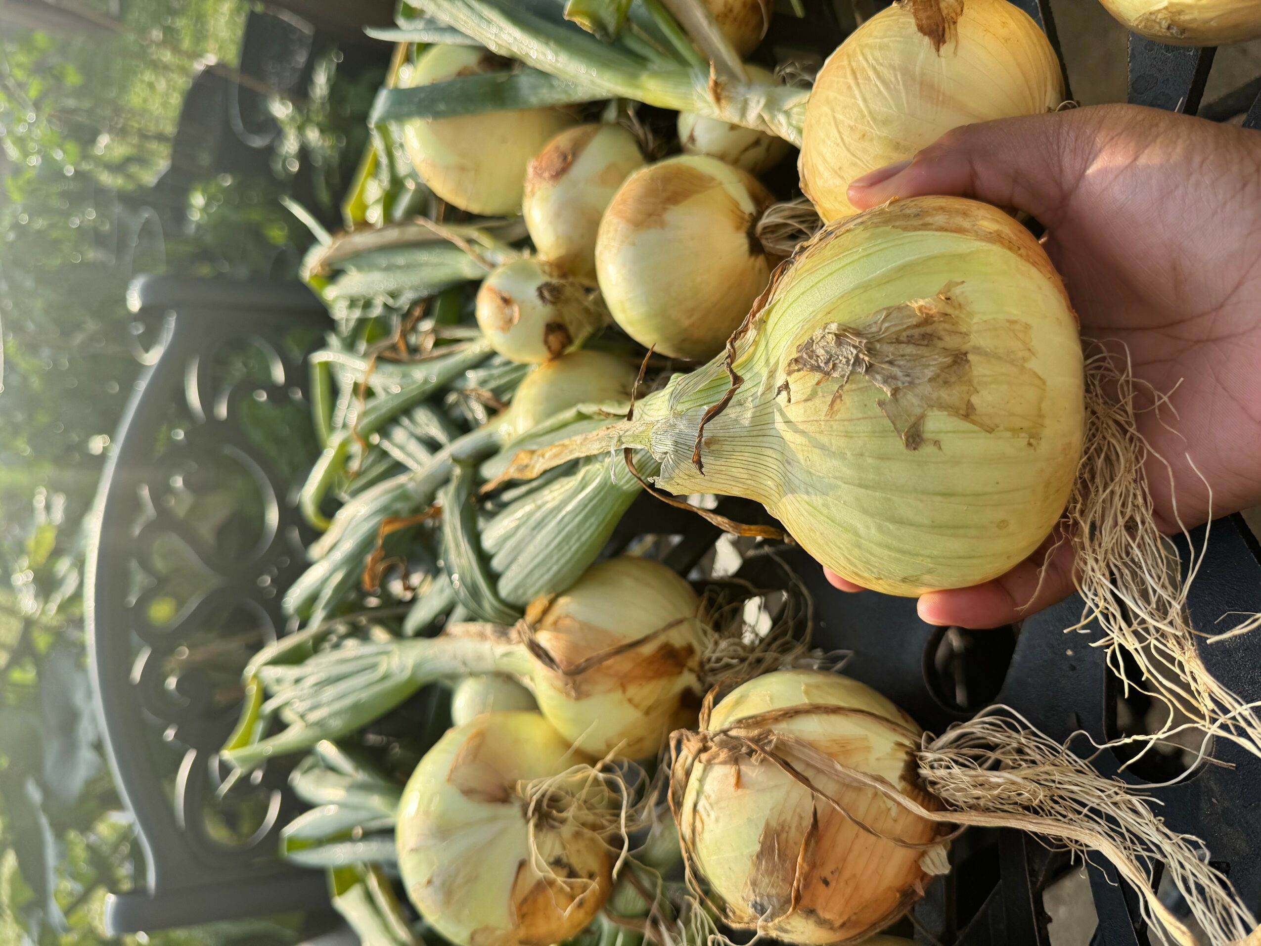 Hand holding a yellow onion among a pile of onions outdoors, with green foliage in the background.
