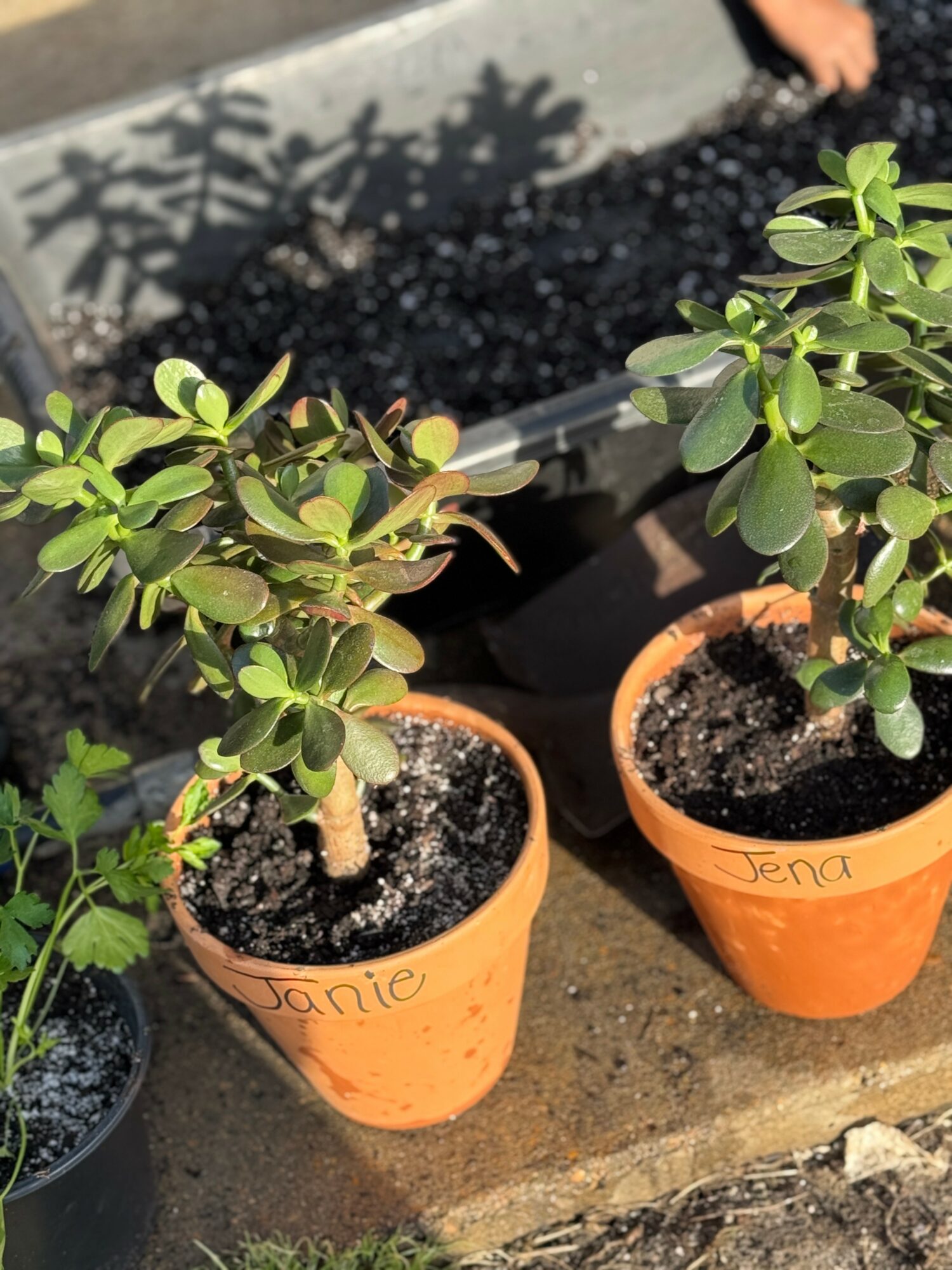 Two potted plants with green leaves in orange pots labeled 'Janie' and 'Jena' on a sunny surface.