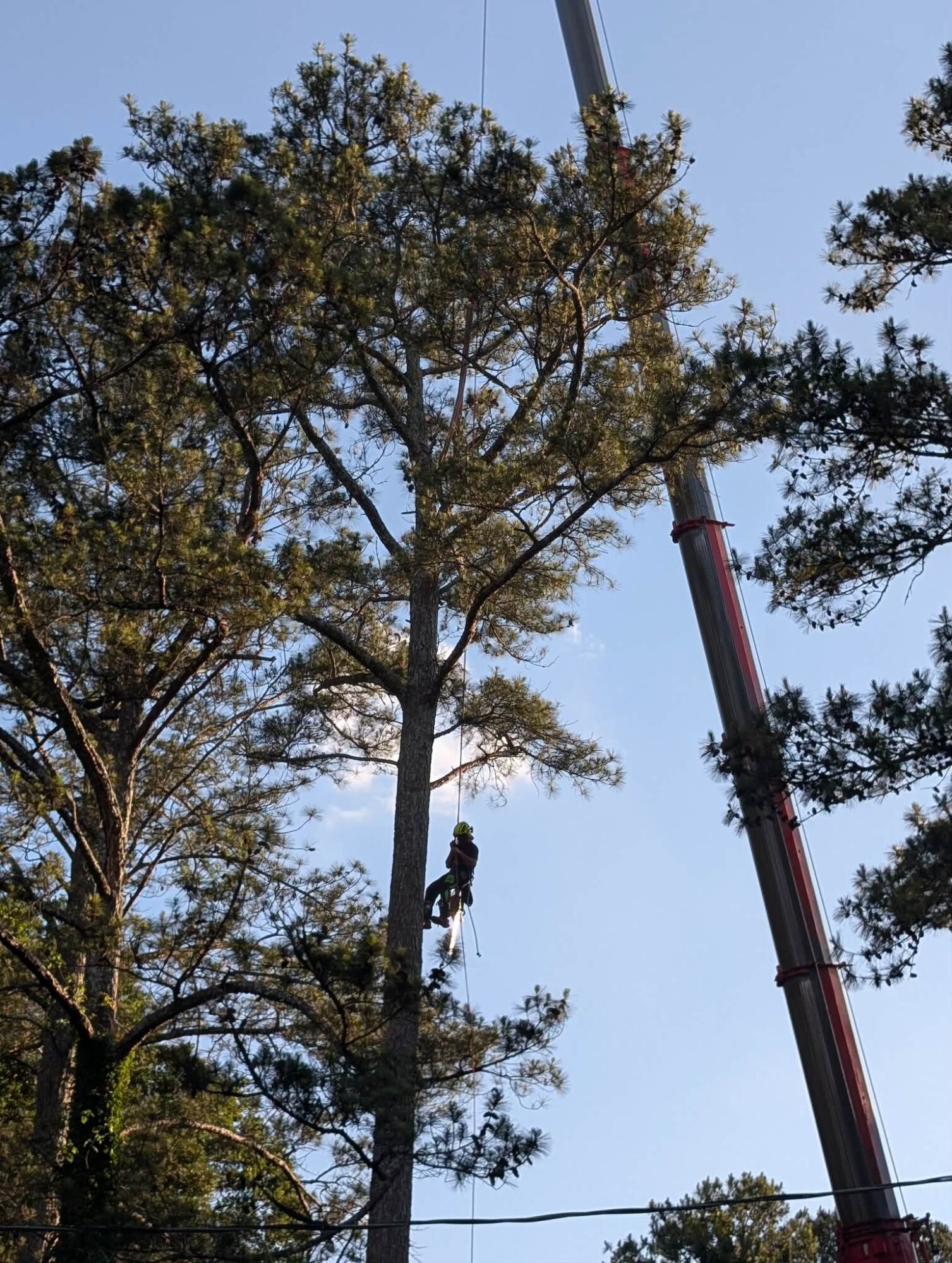 Person climbing a tall tree with a crane nearby, blue sky background, surrounded by other trees.