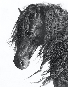 Black horse with long, wavy mane looking downward, detailed hair and facial features, on a white background.