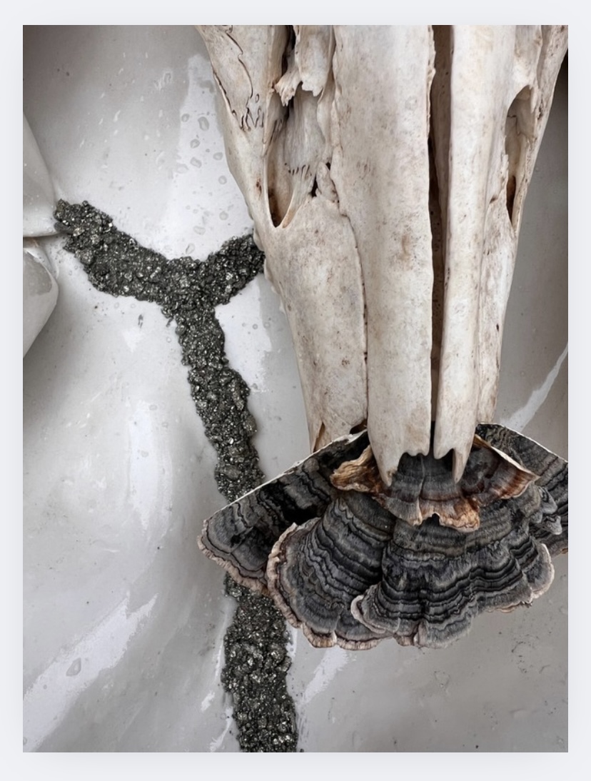 A skull with a large mushroom growing from its top, and a trail of small stones or seeds on a surface.