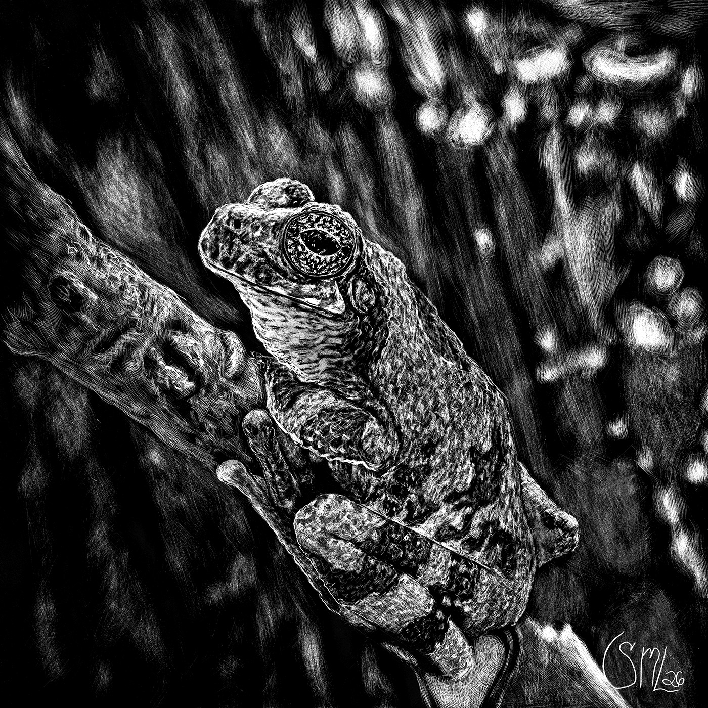 Lizard clinging to a tree trunk with textured bark, in black and white, close-up view.