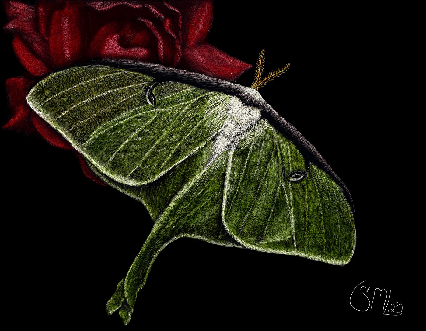 Green moth with white markings on wings, resting on a red flower, against a black background.