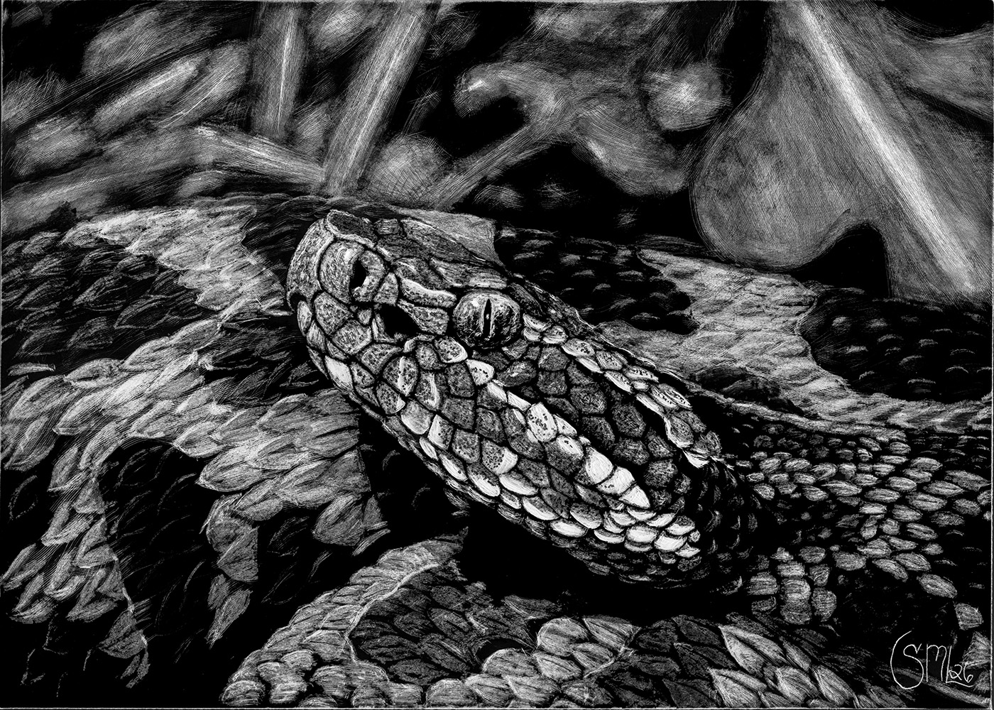 Close-up of a snake's head and body with detailed scales, resting on textured background, in black and white.