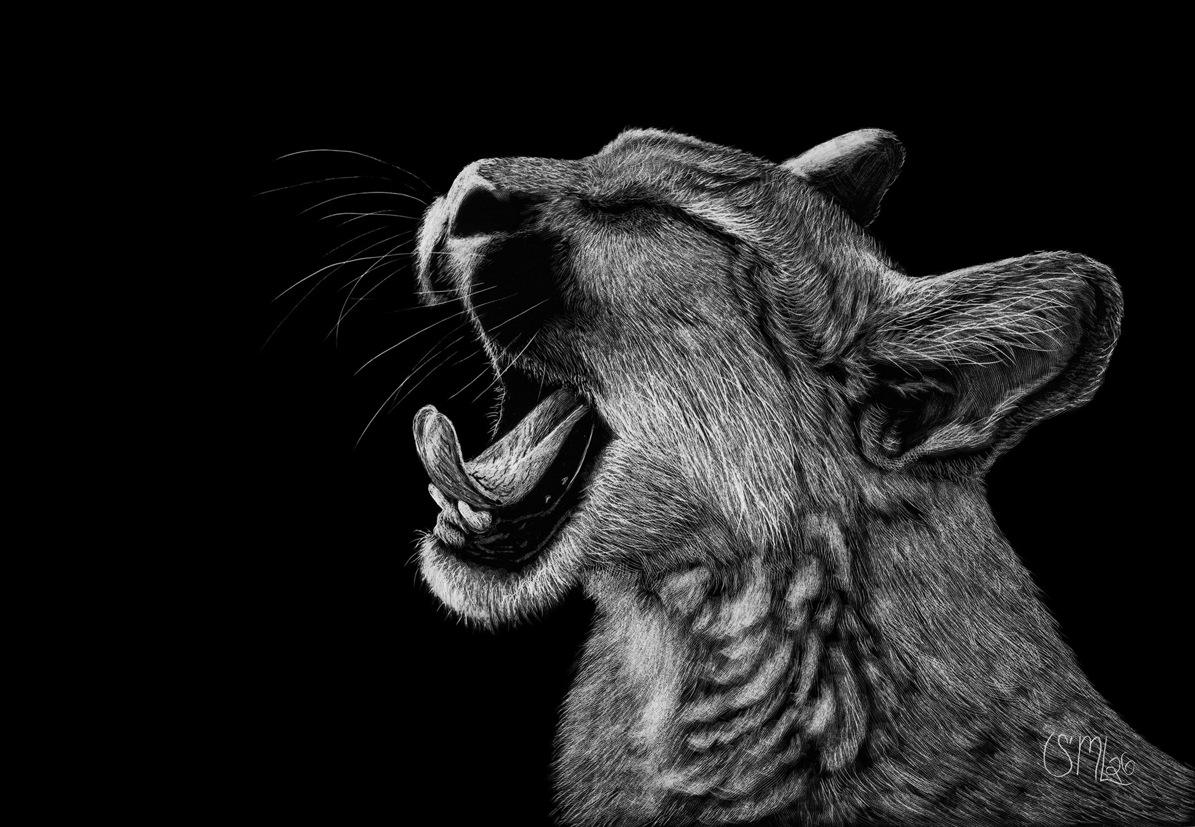 Close-up of a lioness with mouth open, showing teeth and tongue, against a black background.