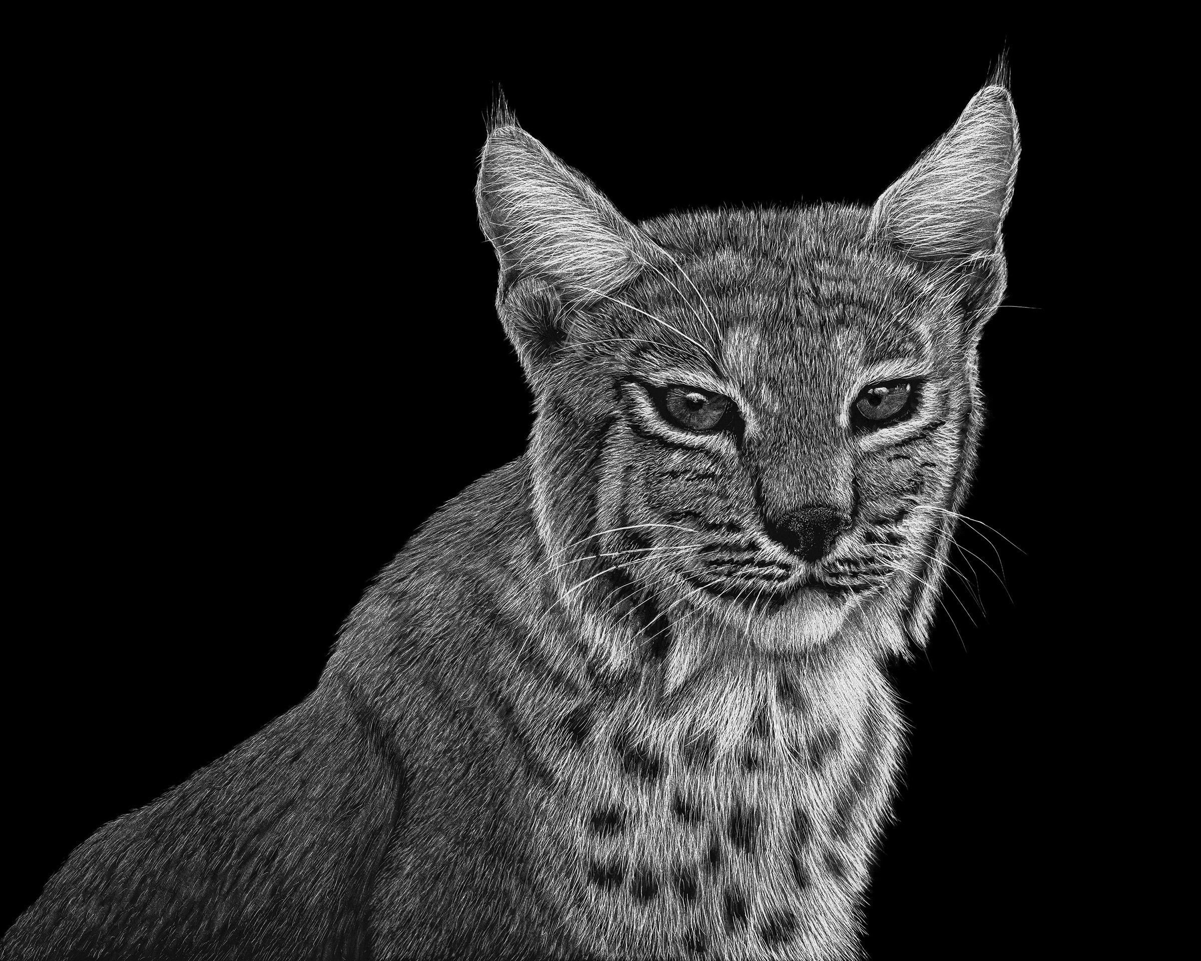 A close-up of a wild cat with pointed ears and distinctive markings against a black background.
