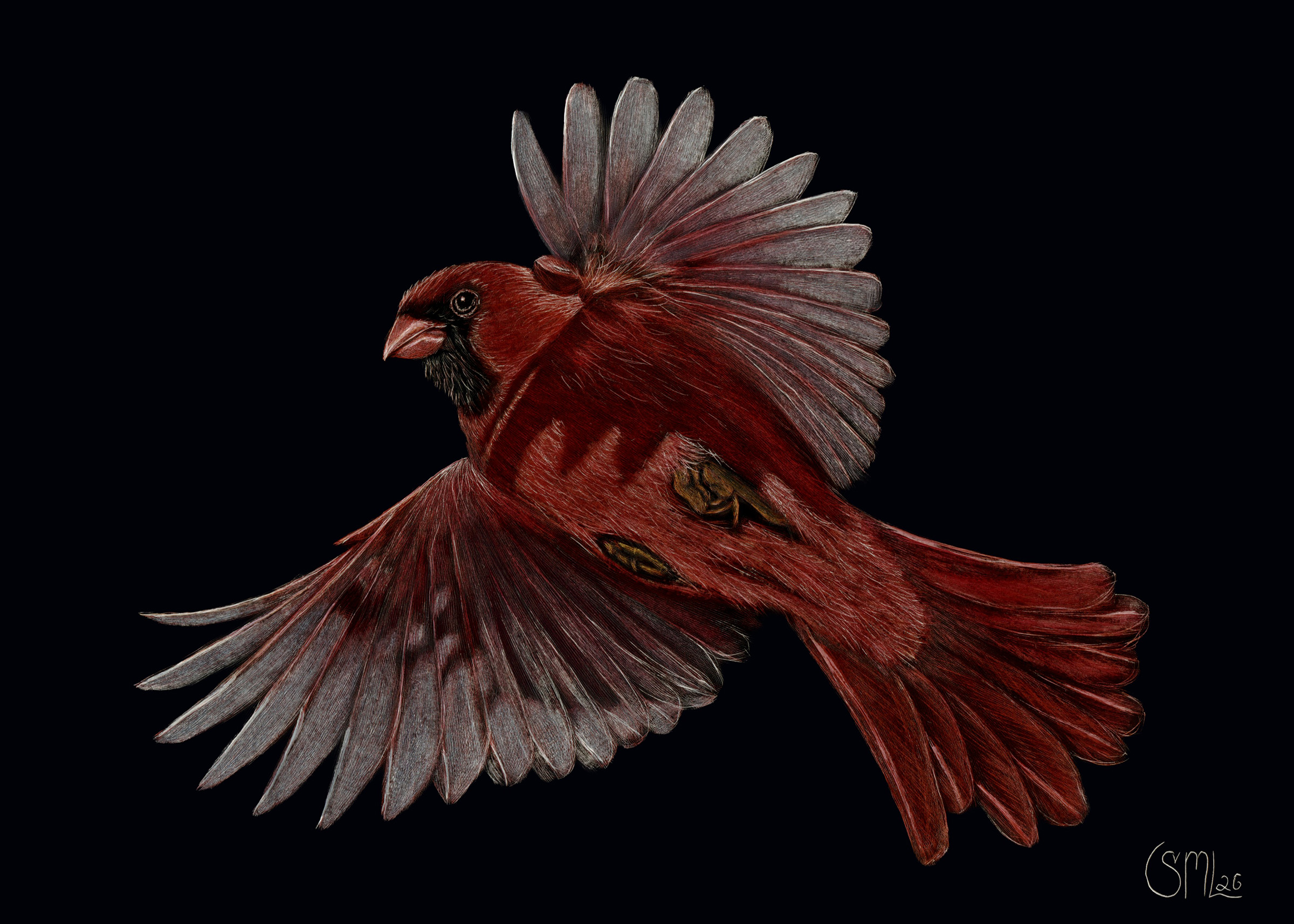 A red bird with spread wings and tail, facing left, against a black background.