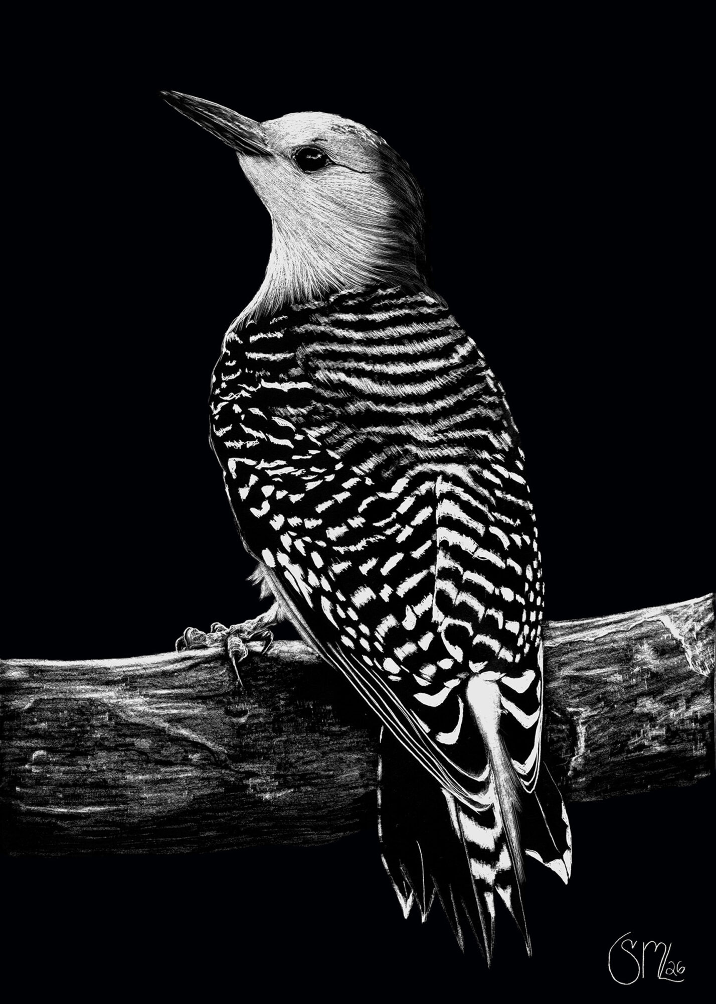 Black and white photograph of a woodpecker perched on a branch, facing left, with detailed feather patterns.
