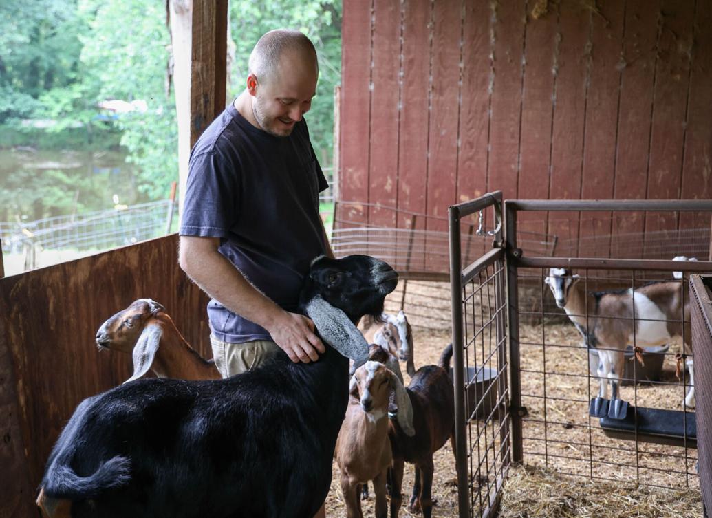Man with four goats inside a barn, some goats near him and others in a pen, with a window showing trees outside.