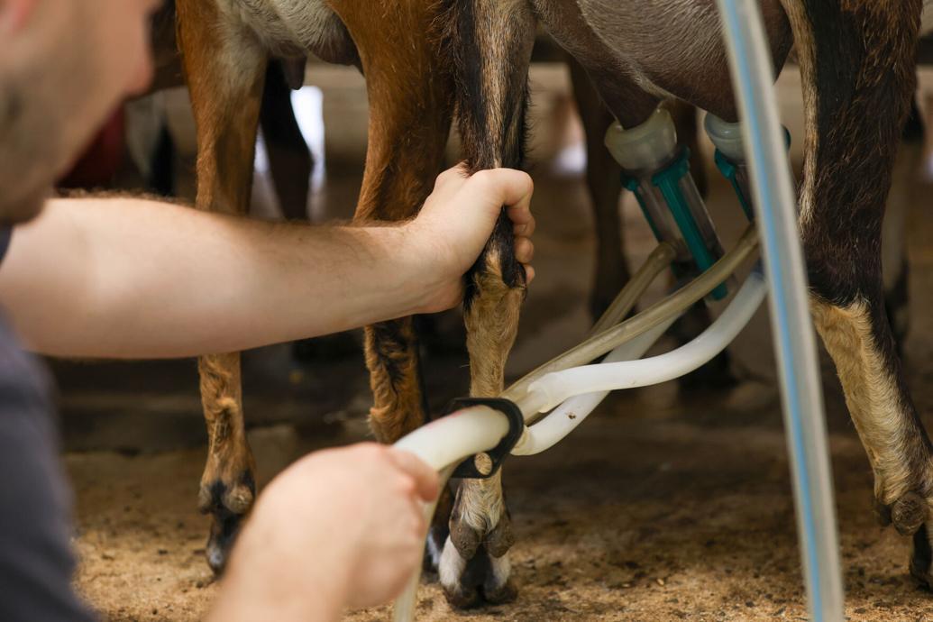 Person's hand attaching a milking machine to a goat's udder in a barn, with other goats nearby.