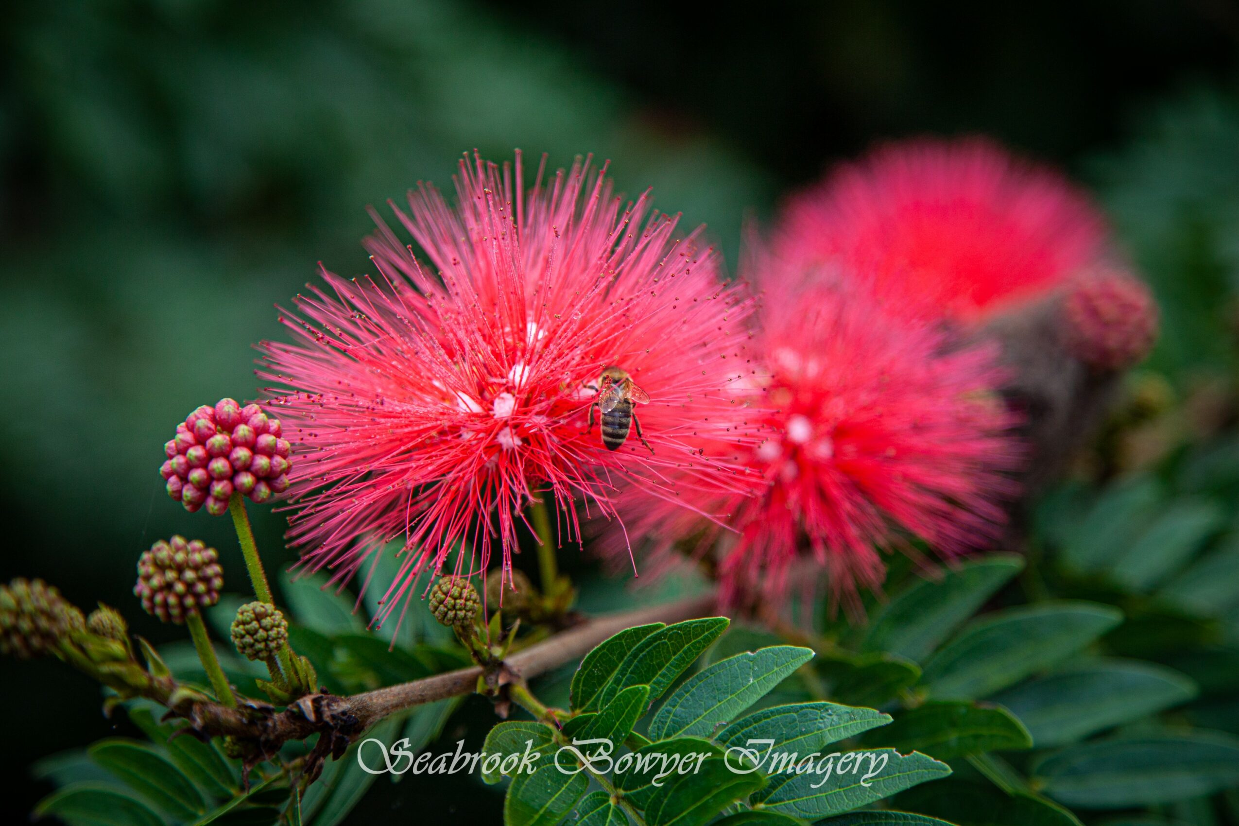 Pink fluffy flowers with a bee on one flower, surrounded by green leaves, in a natural setting.
