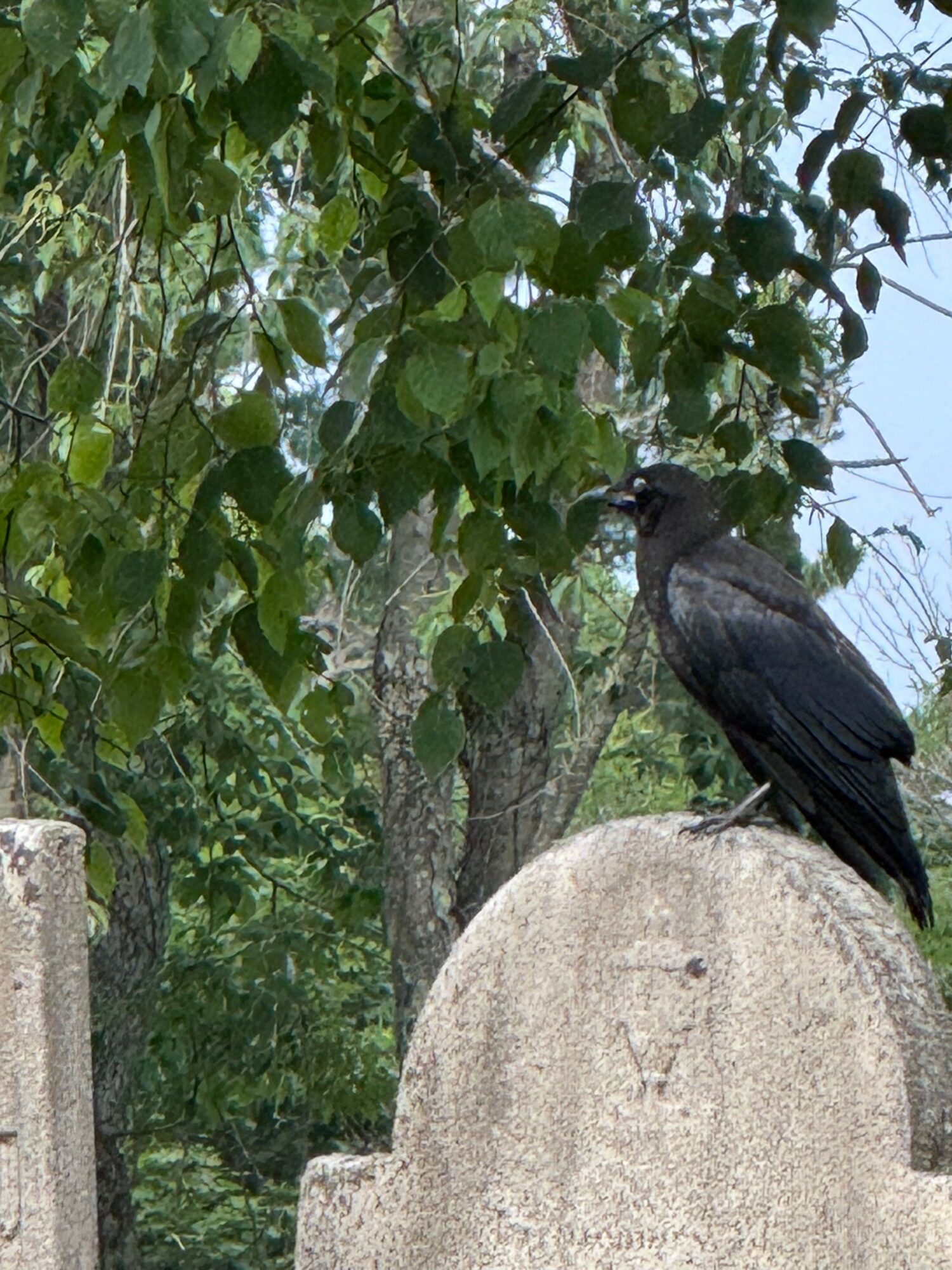 Black bird perched on a stone structure near green leafy trees, with a background of trees and sky.