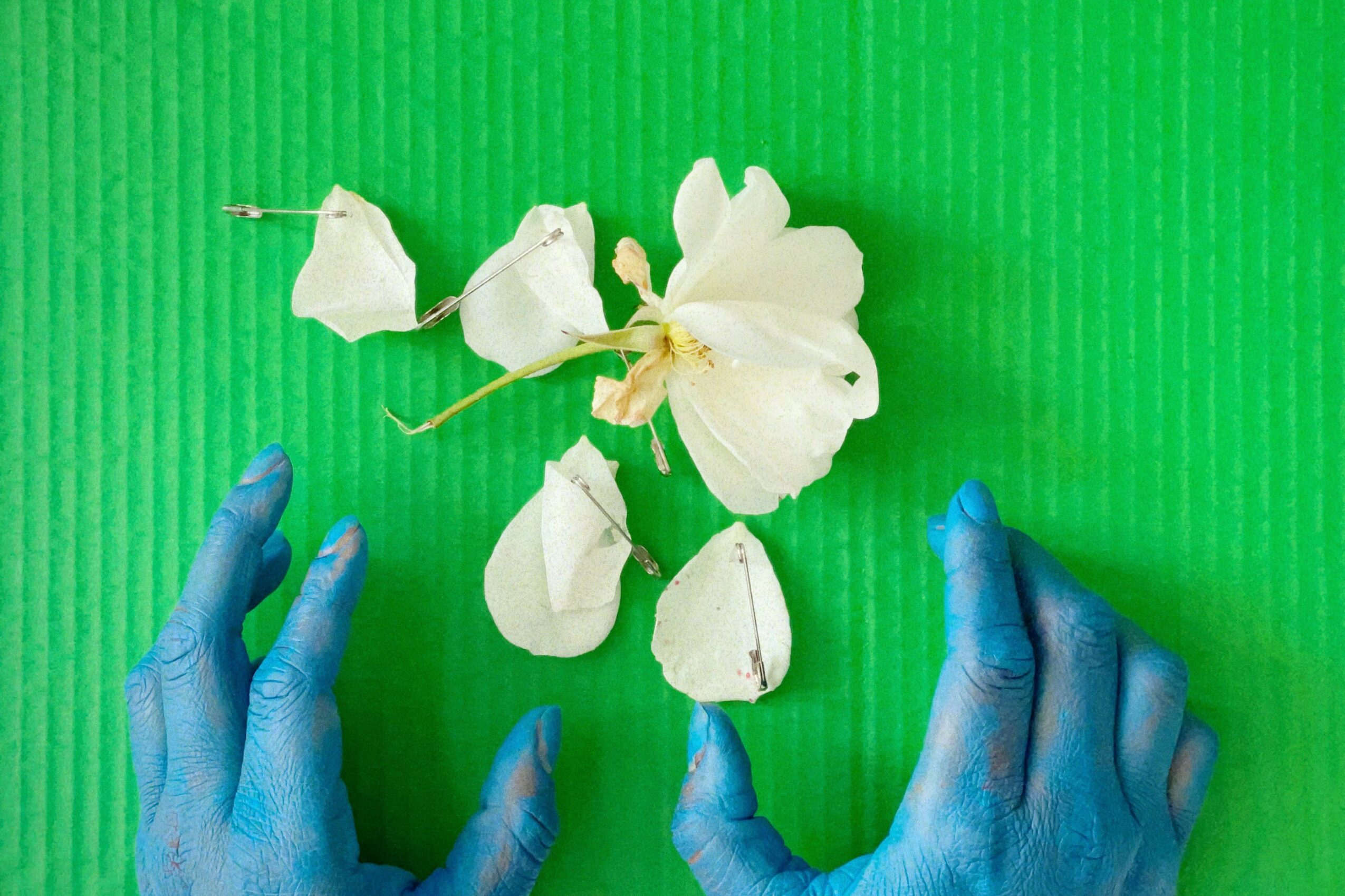 Two hands in blue gloves hold a white flower with five petals against a green background.