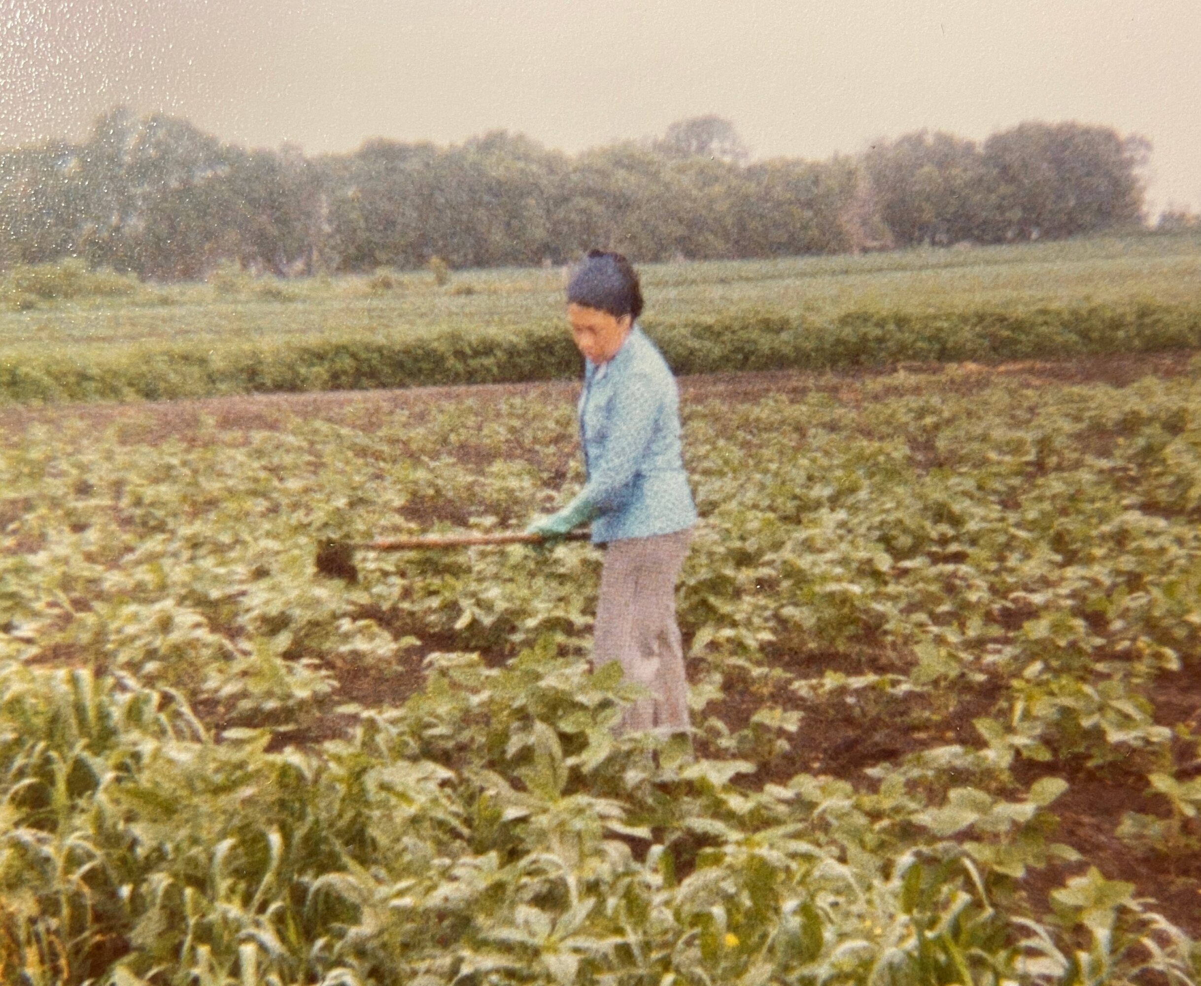 Child in blue jacket and gray pants standing in a field of plants, holding a tool, with trees in the background.