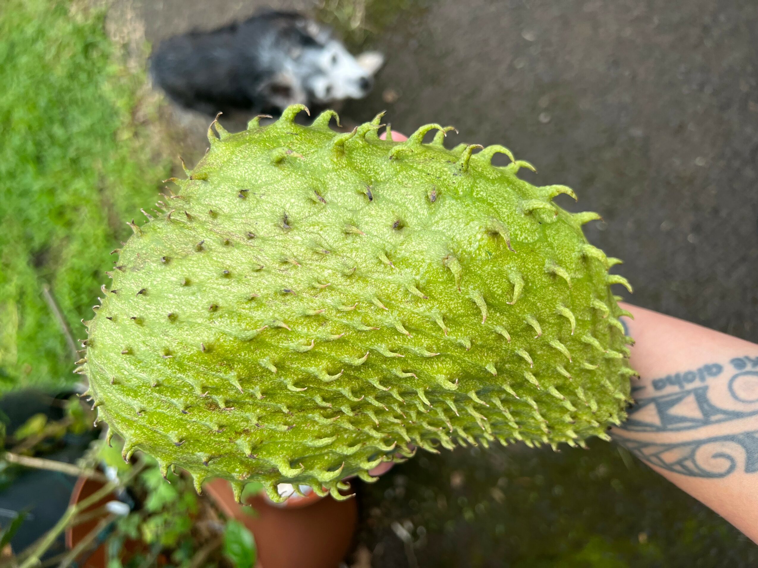 Person holding a green, spiky, oval-shaped fruit or vegetable outdoors, with a dog in the background.